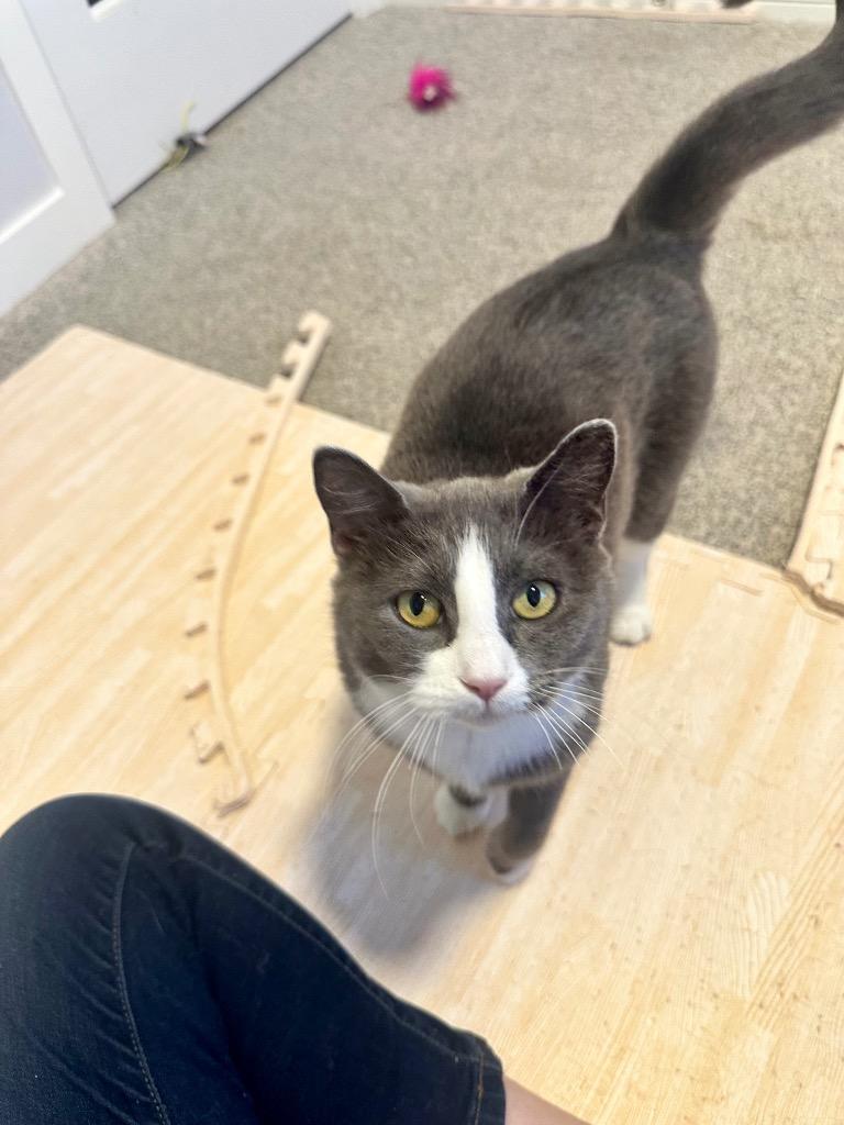 Peggy Clawter, a Adoptable mixed breed in Calgary, AB image 6/6