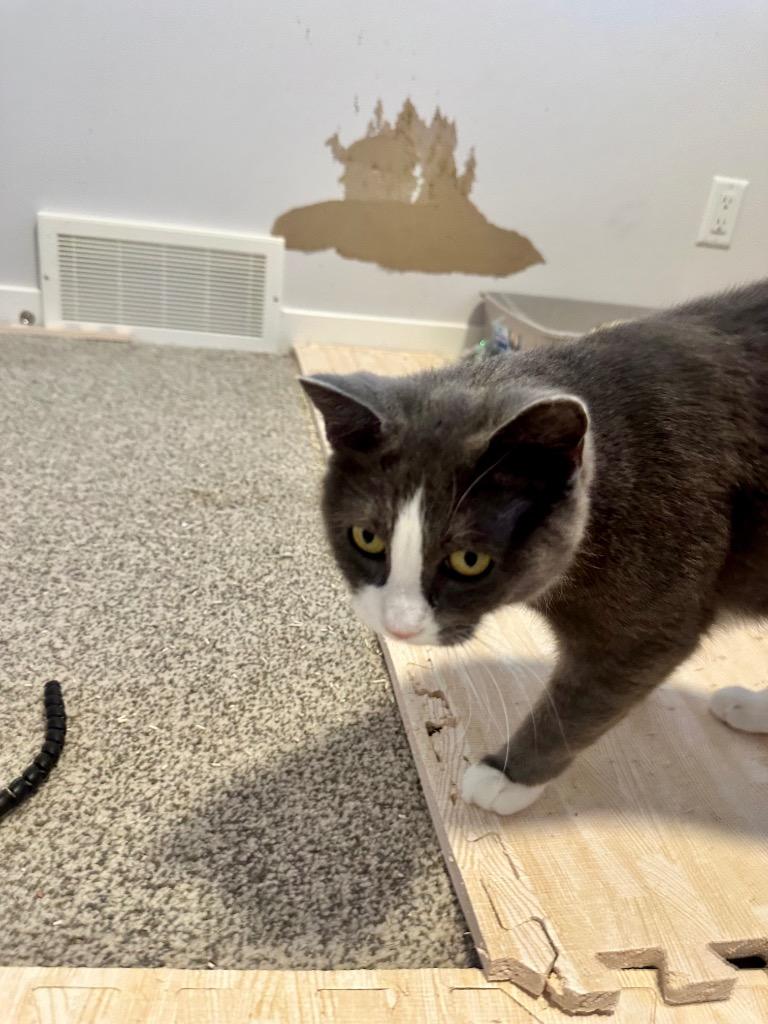 Enlarge Peggy Clawter, a Adoptable mixed breed in Calgary, AB image 5/6