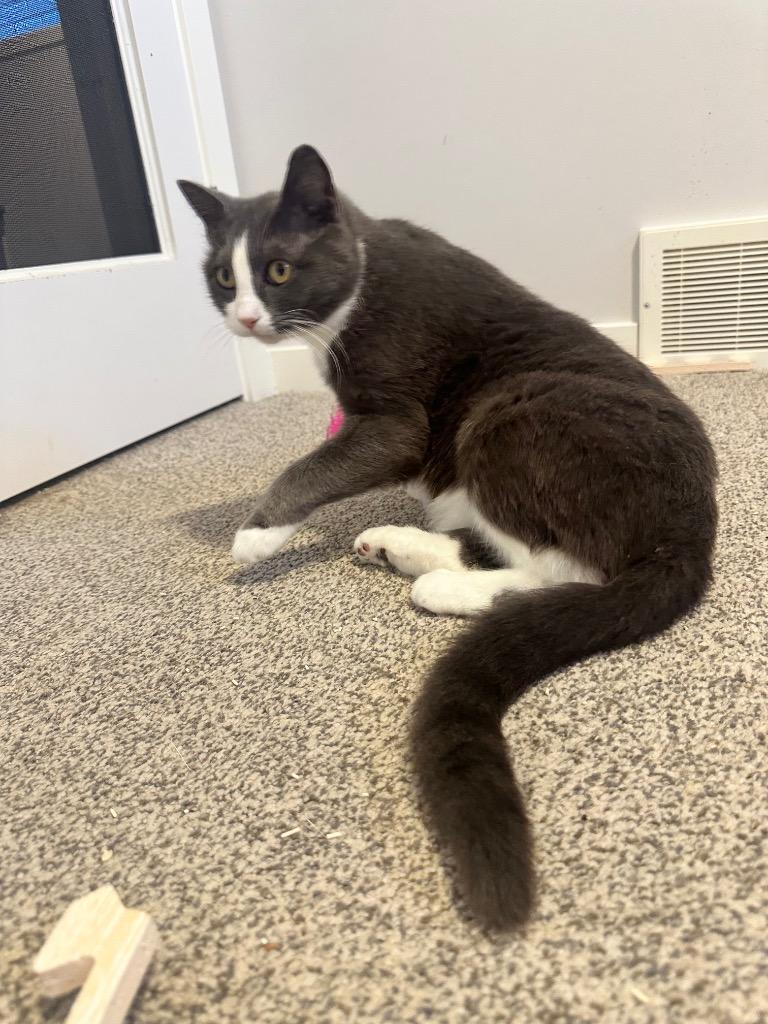 Enlarge Peggy Clawter, a Adoptable mixed breed in Calgary, AB image 6/6