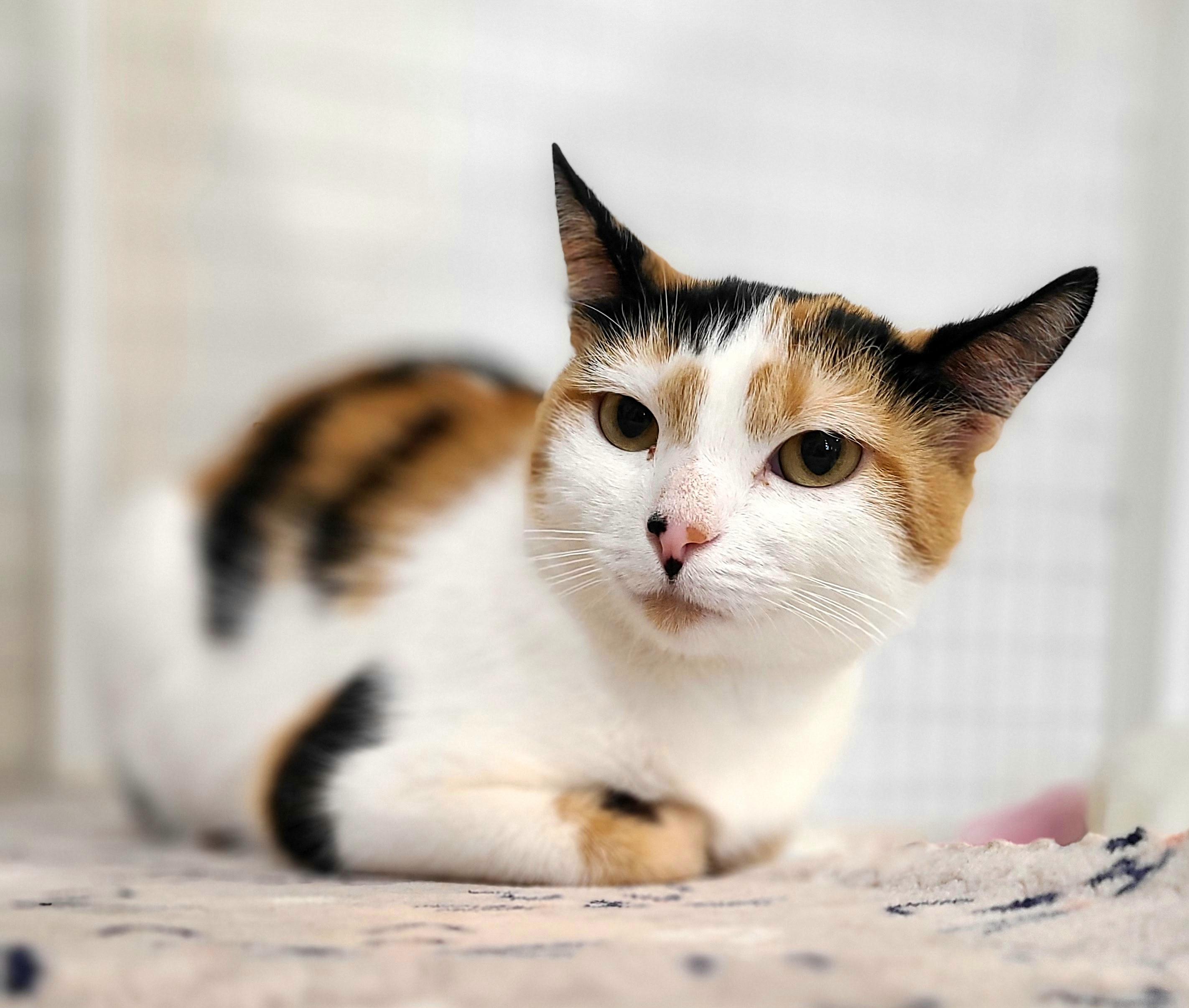 Mrs. Cleaver Domestic Short Hair Cat
