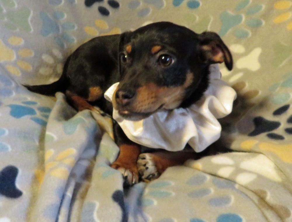 Walker, Adoptable, Puppy Male Chihuahua & Jack Russell Terrier.