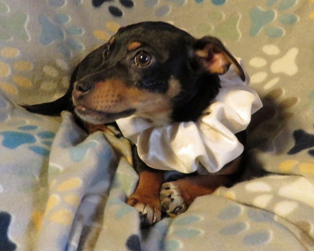 Walker, a Adoptable mixed breed in Crown Point, IN image 3/6