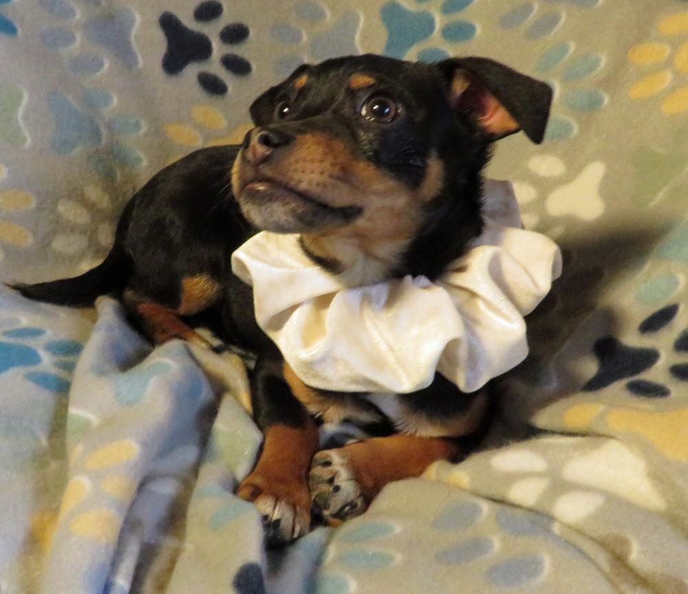 Walker, a Adoptable mixed breed in Crown Point, IN image 5/6