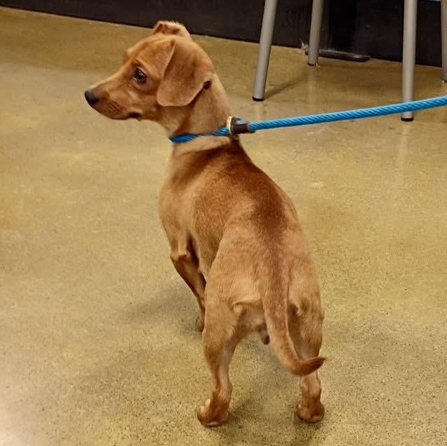 Tiny, an adopted mixed breed in Tulsa, OK image 2/4