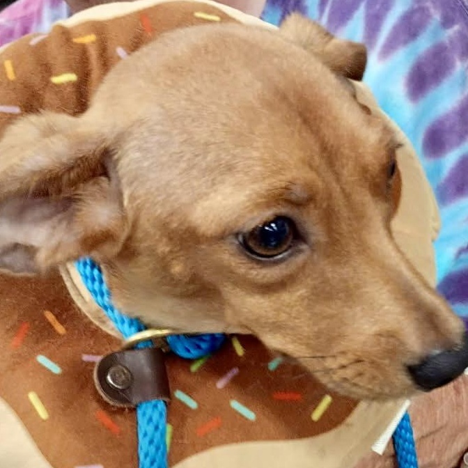 Tiny, adopted, Young Female Dachshund.