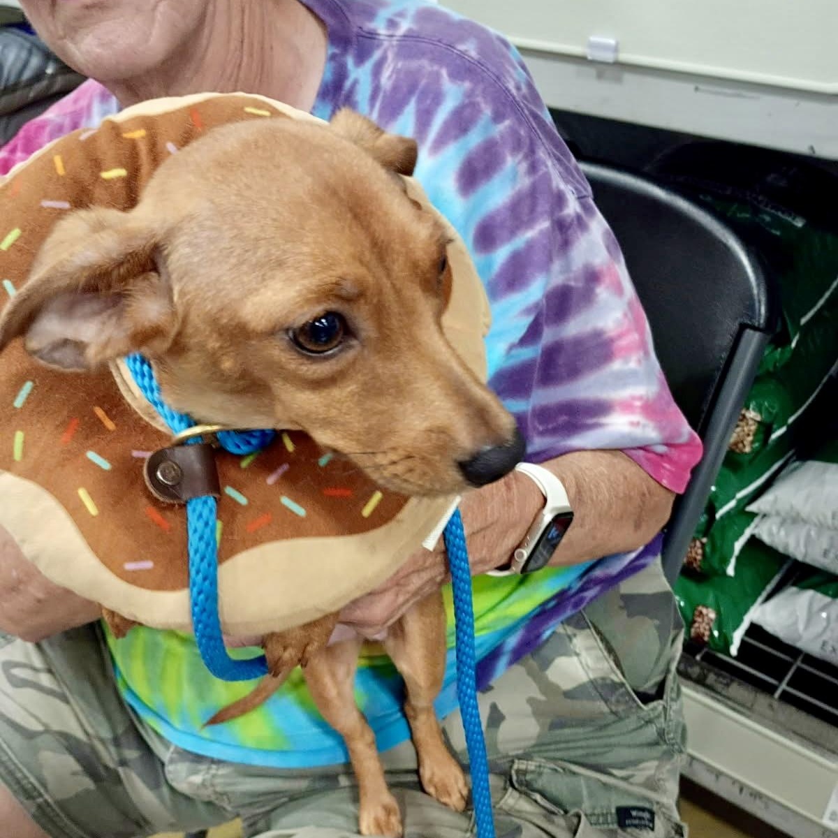 Tiny, an adopted mixed breed in Tulsa, OK image 3/4