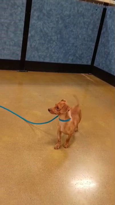 Enlarge Tiny, an adopted mixed breed in Tulsa, OK video 4/4