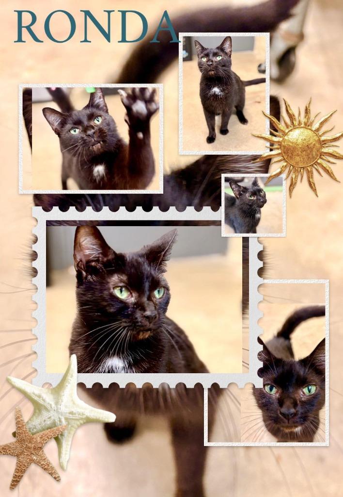 Ronda, Adoptable, Adult Female Domestic Short Hair.