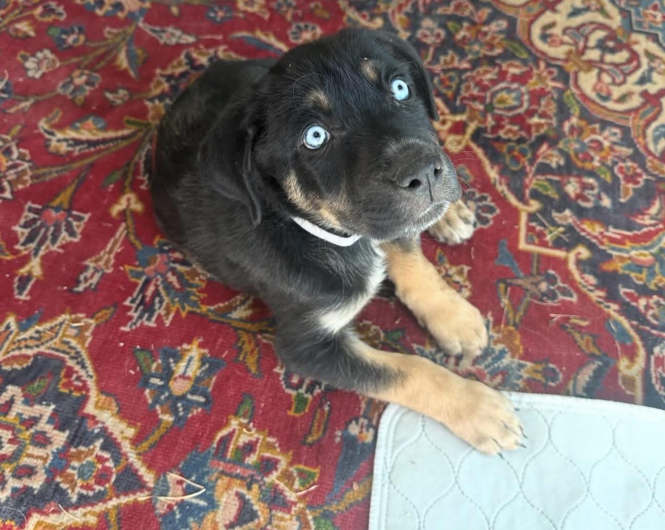 Enlarge Brownie, an adopted mixed breed in Commerce City, CO image 2/6