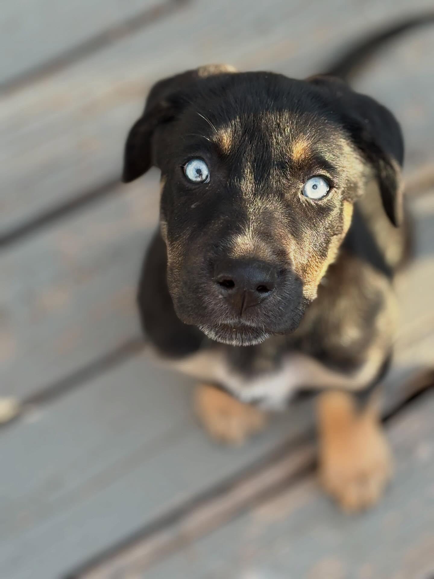 Enlarge Brownie, an adopted mixed breed in Commerce City, CO image 6/6
