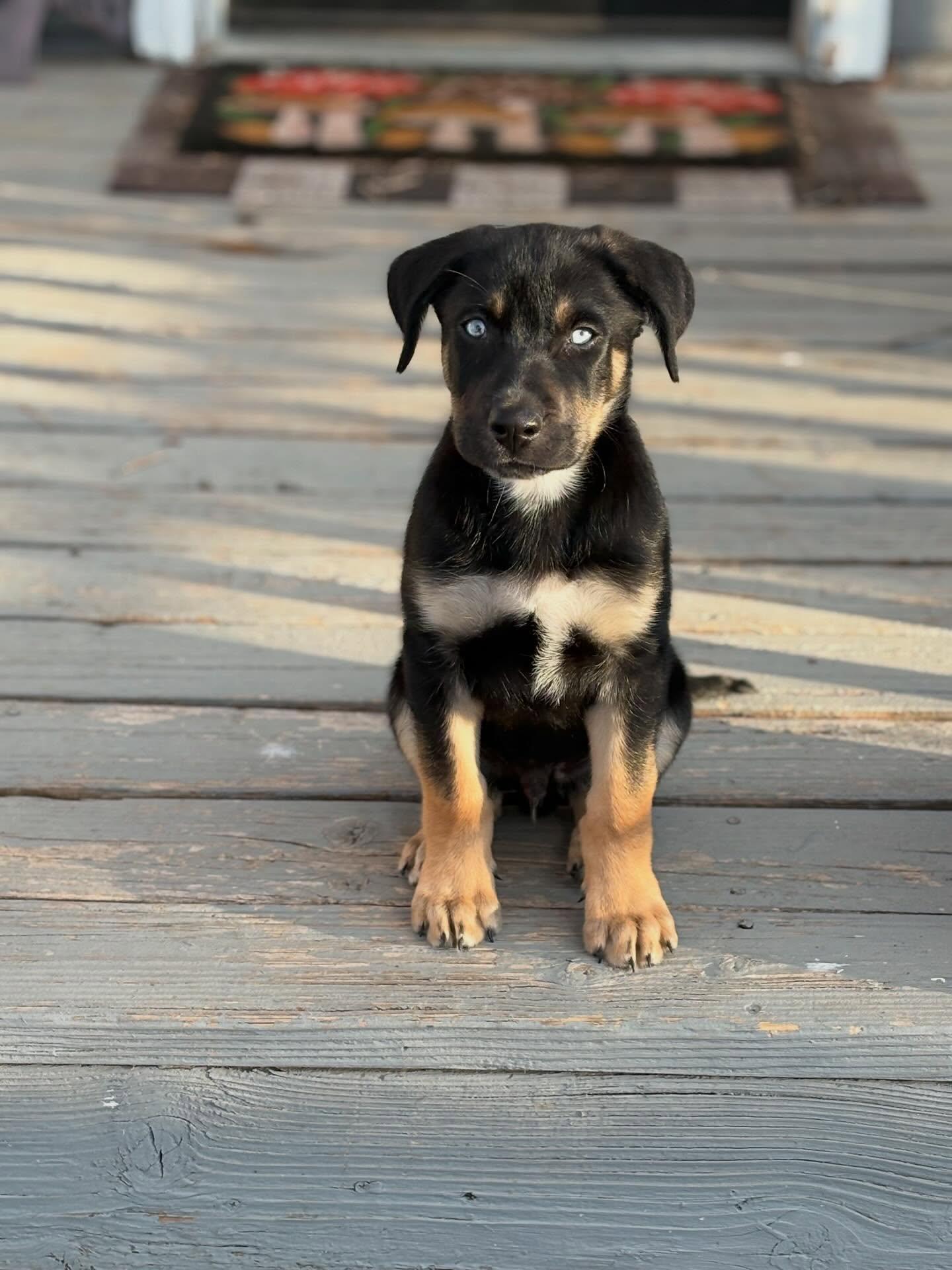Enlarge Brownie, an adopted mixed breed in Commerce City, CO image 1/6