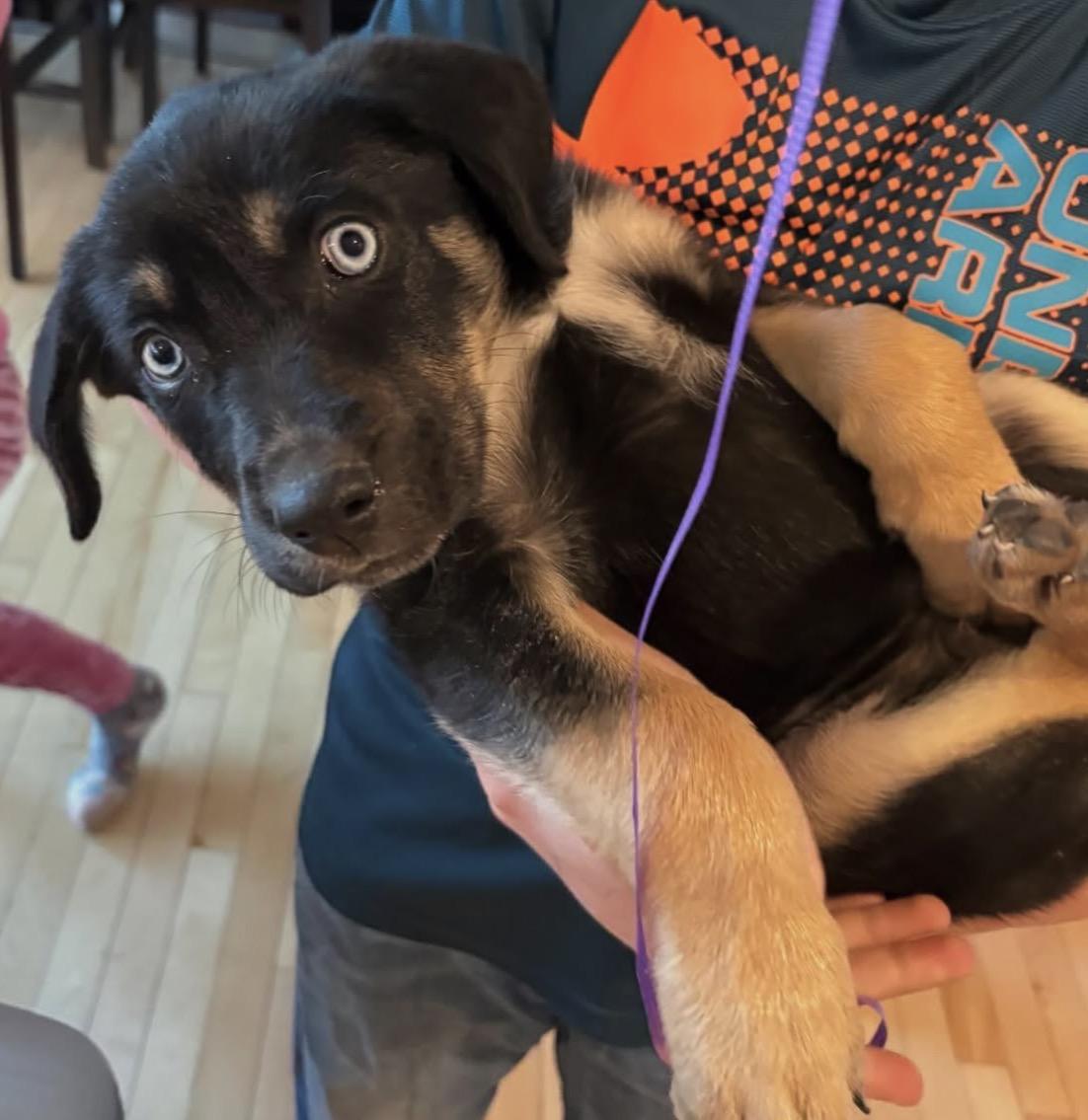 Enlarge Brownie, an adopted mixed breed in Commerce City, CO image 3/6