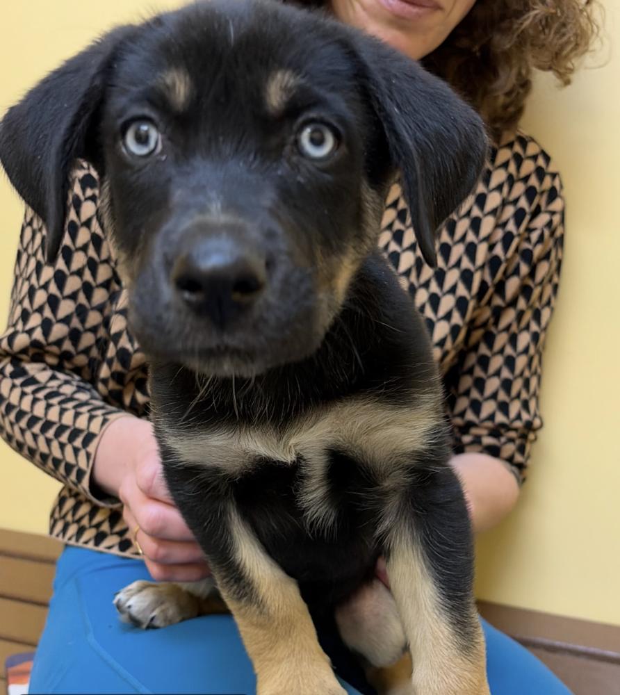 Enlarge Brownie, an adopted mixed breed in Commerce City, CO image 4/6