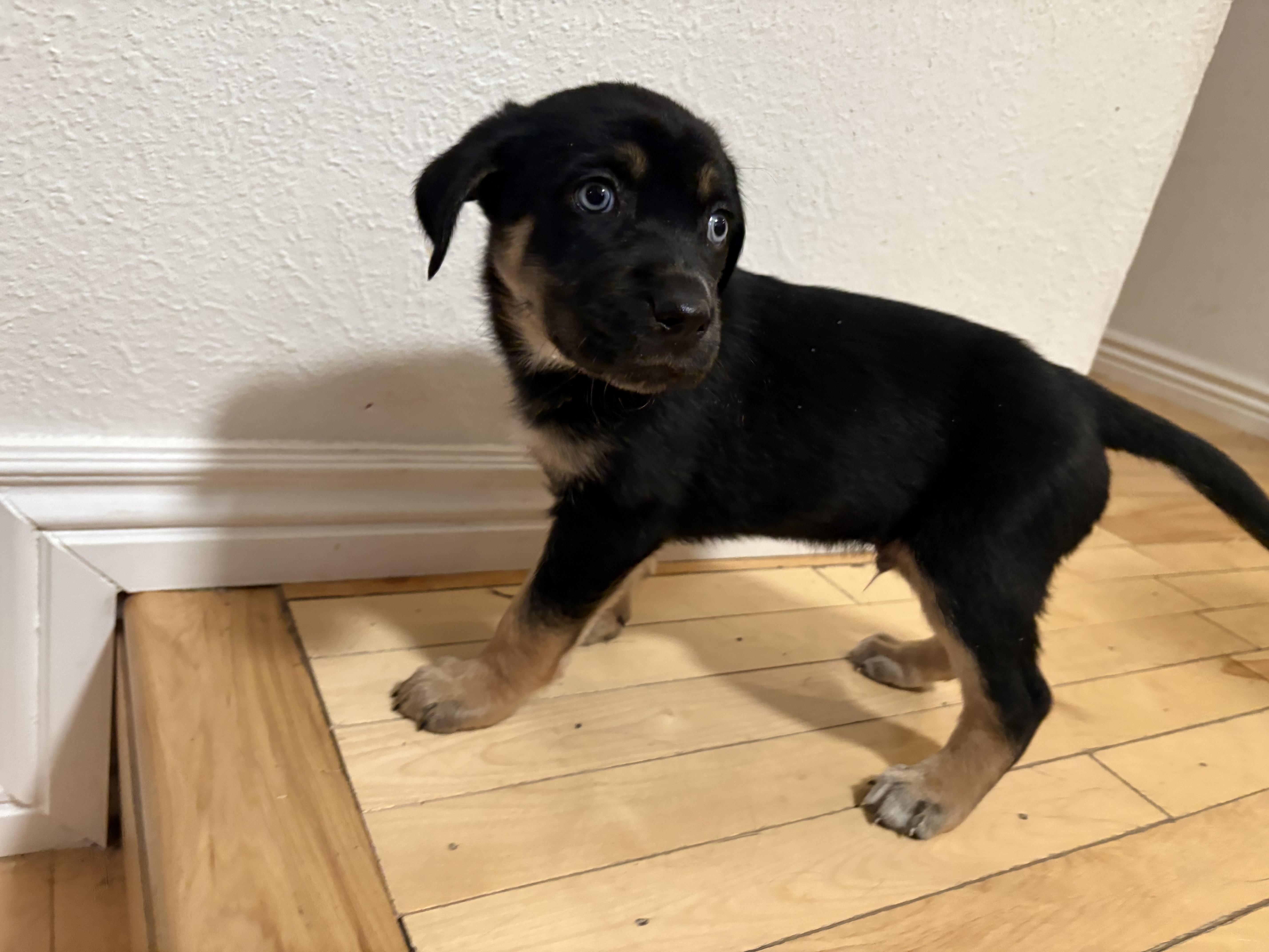 Enlarge Brownie, an adopted mixed breed in Commerce City, CO image 5/6
