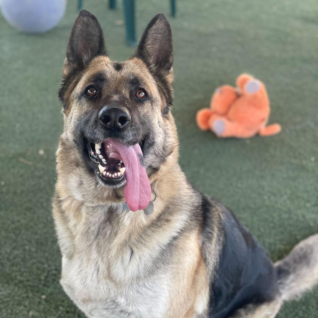 Enlarge Mahogany, a Adoptable mixed breed in Riverside, CA image 1/6