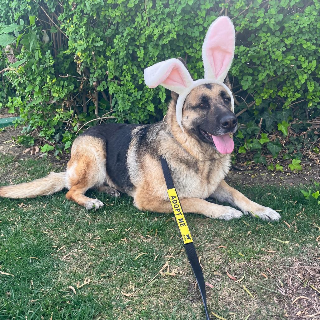 Enlarge Mahogany, a Adoptable mixed breed in Riverside, CA image 3/6