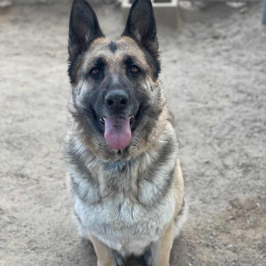 Enlarge Mahogany, a Adoptable mixed breed in Riverside, CA image 2/6