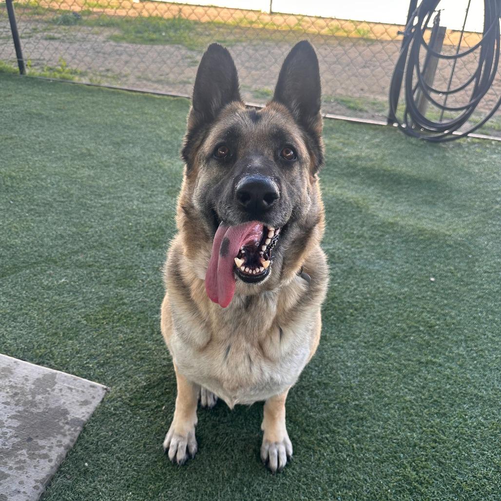 Enlarge Mahogany, a Adoptable mixed breed in Riverside, CA image 4/6