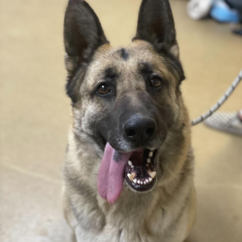 Enlarge Mahogany, a Adoptable mixed breed in Riverside, CA image 5/6