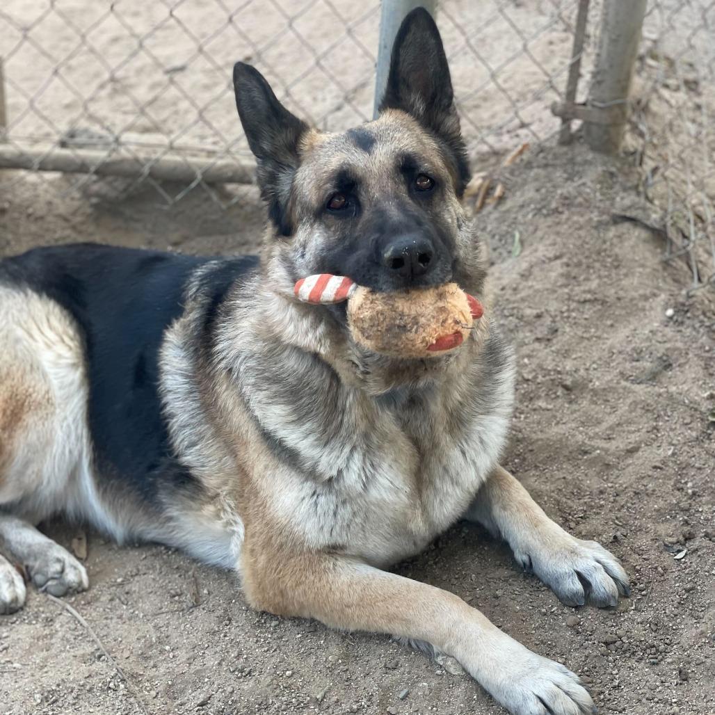 Enlarge Mahogany, a Adoptable mixed breed in Riverside, CA image 6/6