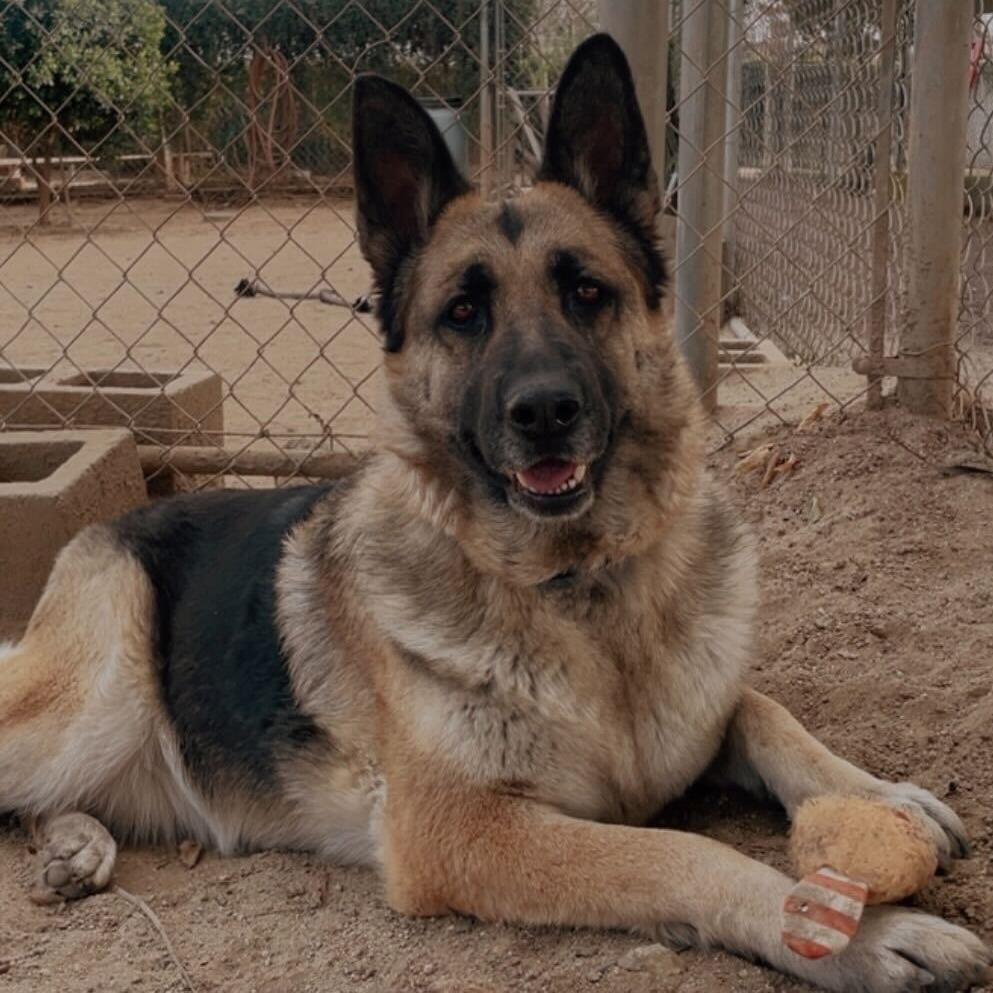 Enlarge Mahogany, a Adoptable mixed breed in Riverside, CA image 5/6