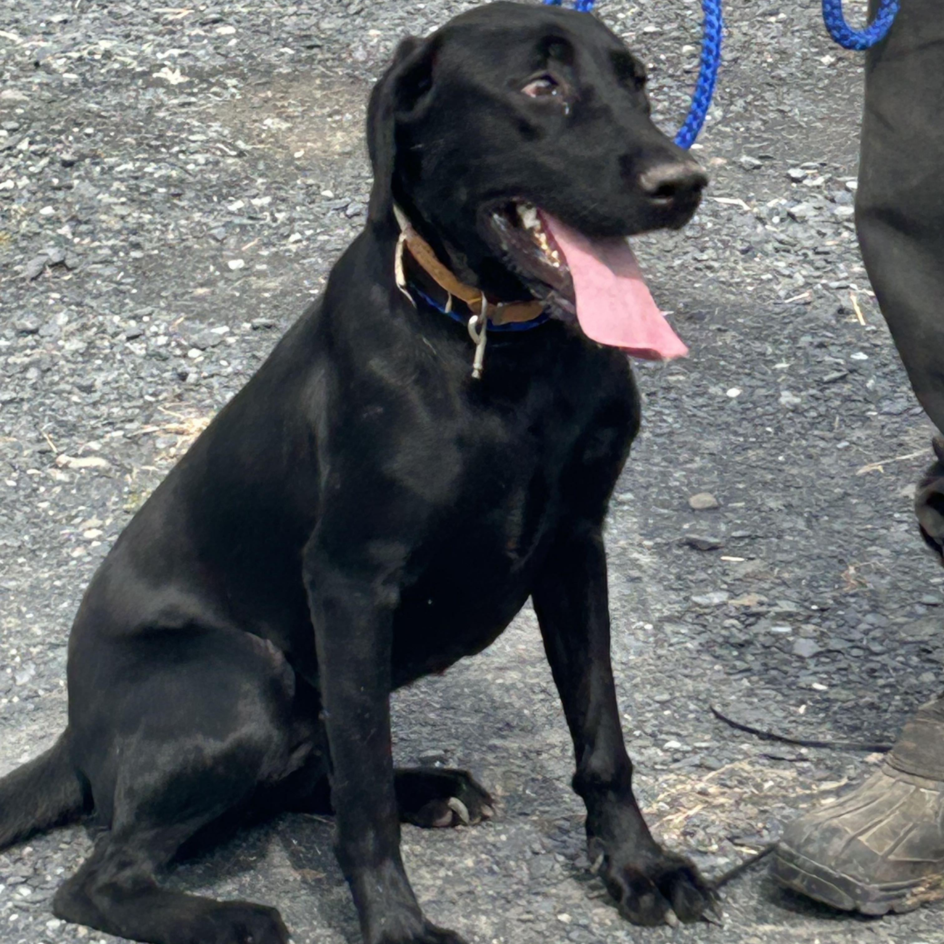 BLONDIE "In NY: FOSTER or FOREVER HOME NEEDED!", a Adoptable mixed breed in New York, NY image 1/5