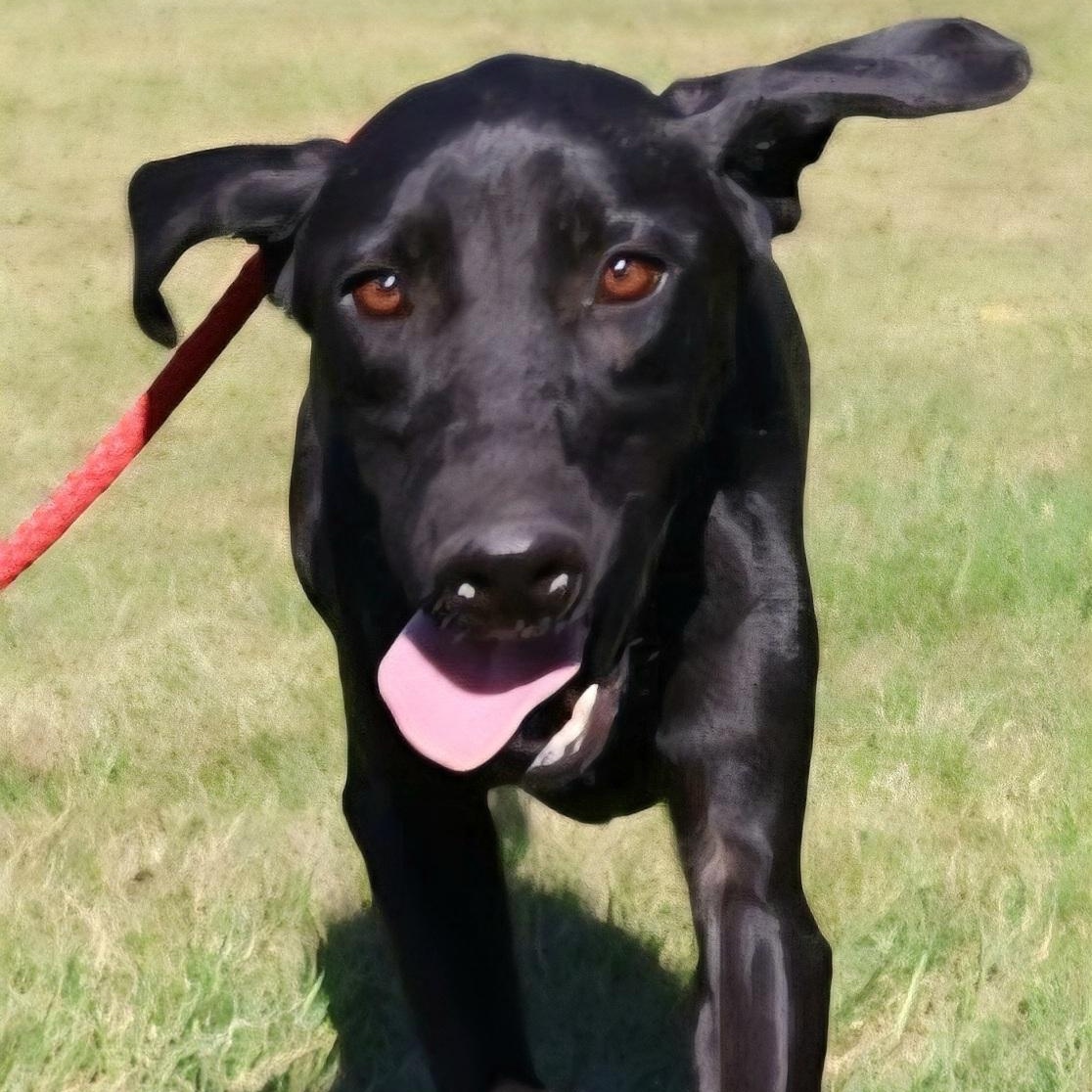 BLONDIE "In NY: FOSTER or FOREVER HOME NEEDED!", a Adoptable mixed breed in New York, NY image 1/6