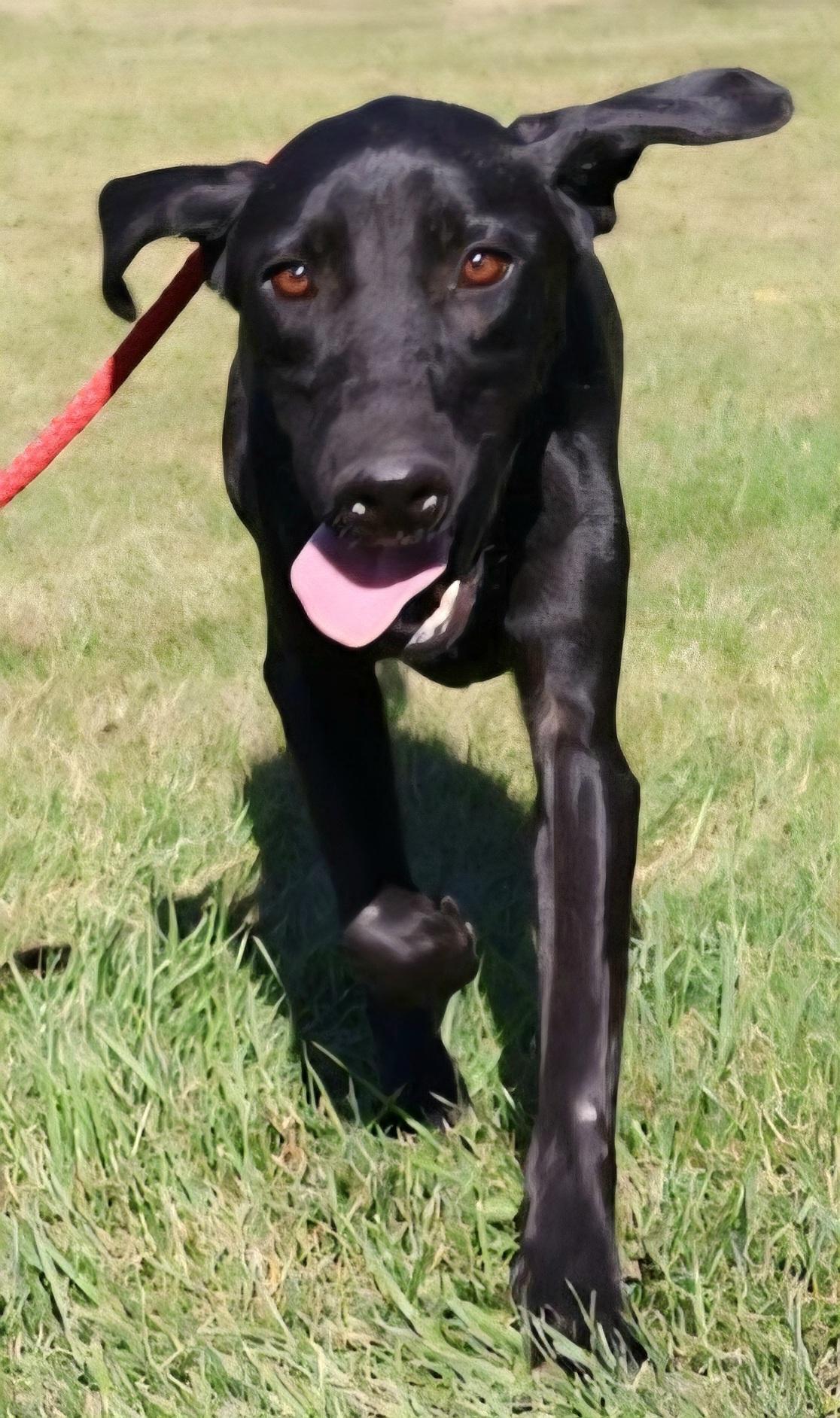 BLONDIE "In NY: FOSTER or FOREVER HOME NEEDED!", a Adoptable mixed breed in New York, NY image 2/6