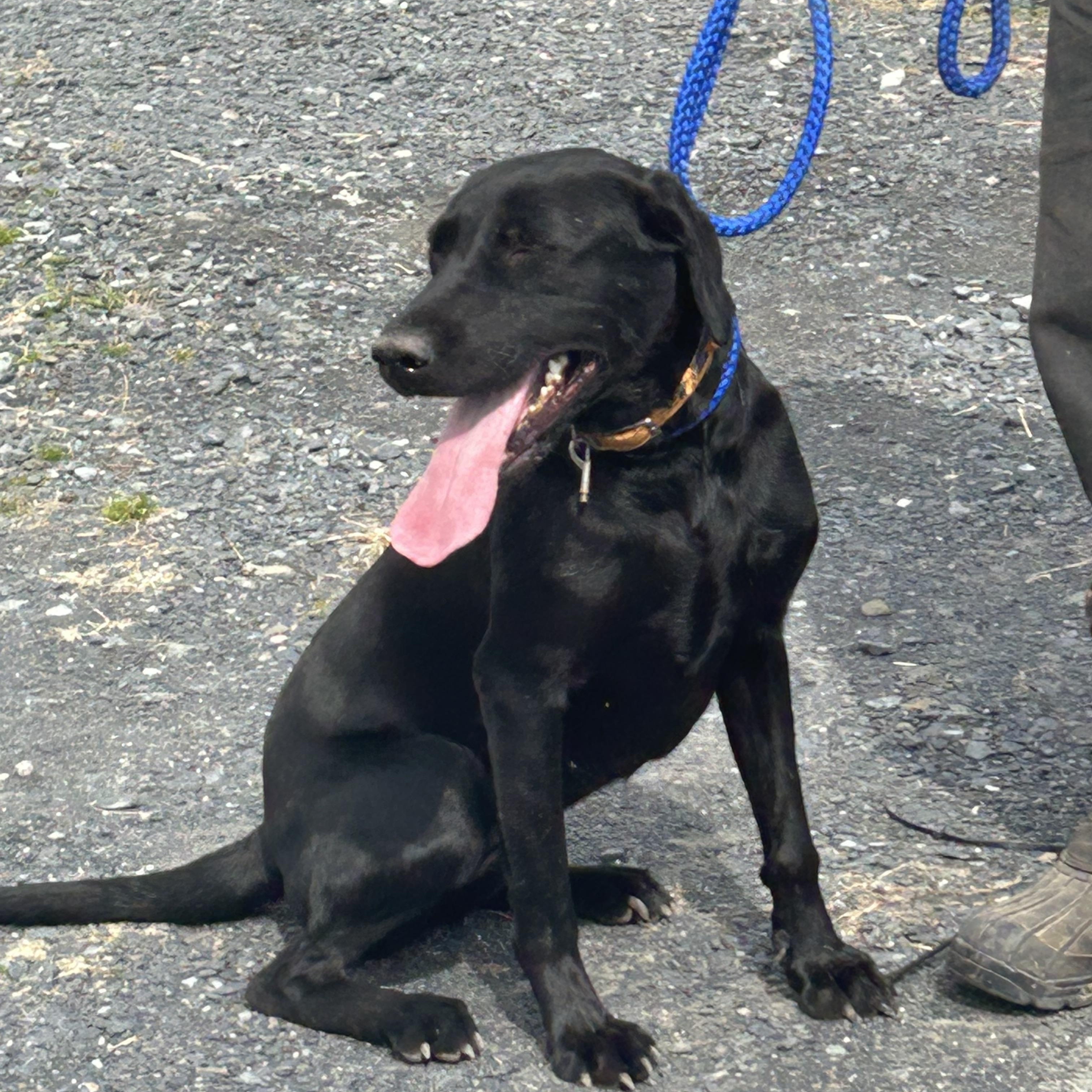 BLONDIE "In NY: FOSTER or FOREVER HOME NEEDED!", a Adoptable mixed breed in New York, NY image 4/5