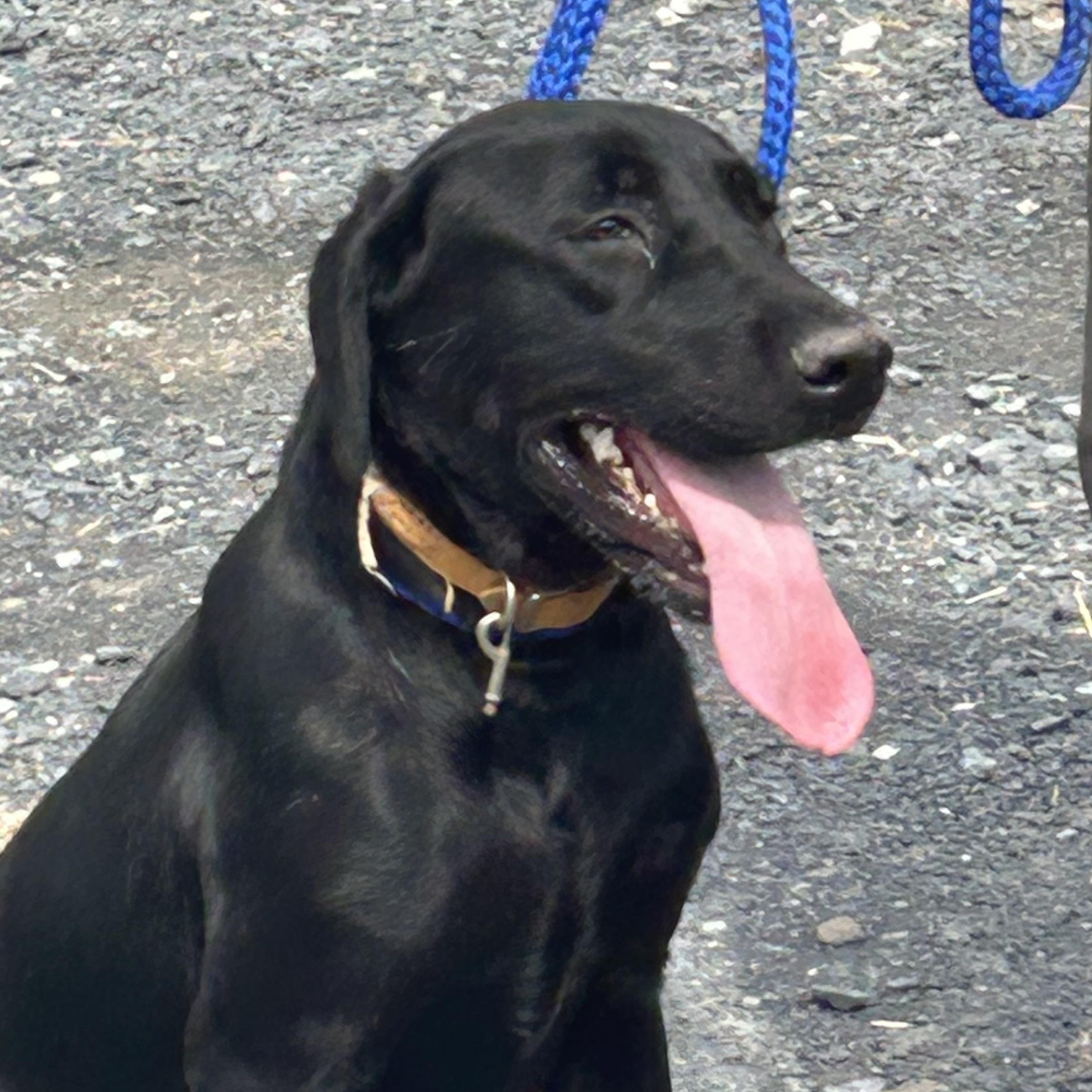BLONDIE "In NY: FOSTER or FOREVER HOME NEEDED!", a Adoptable mixed breed in New York, NY image 5/5