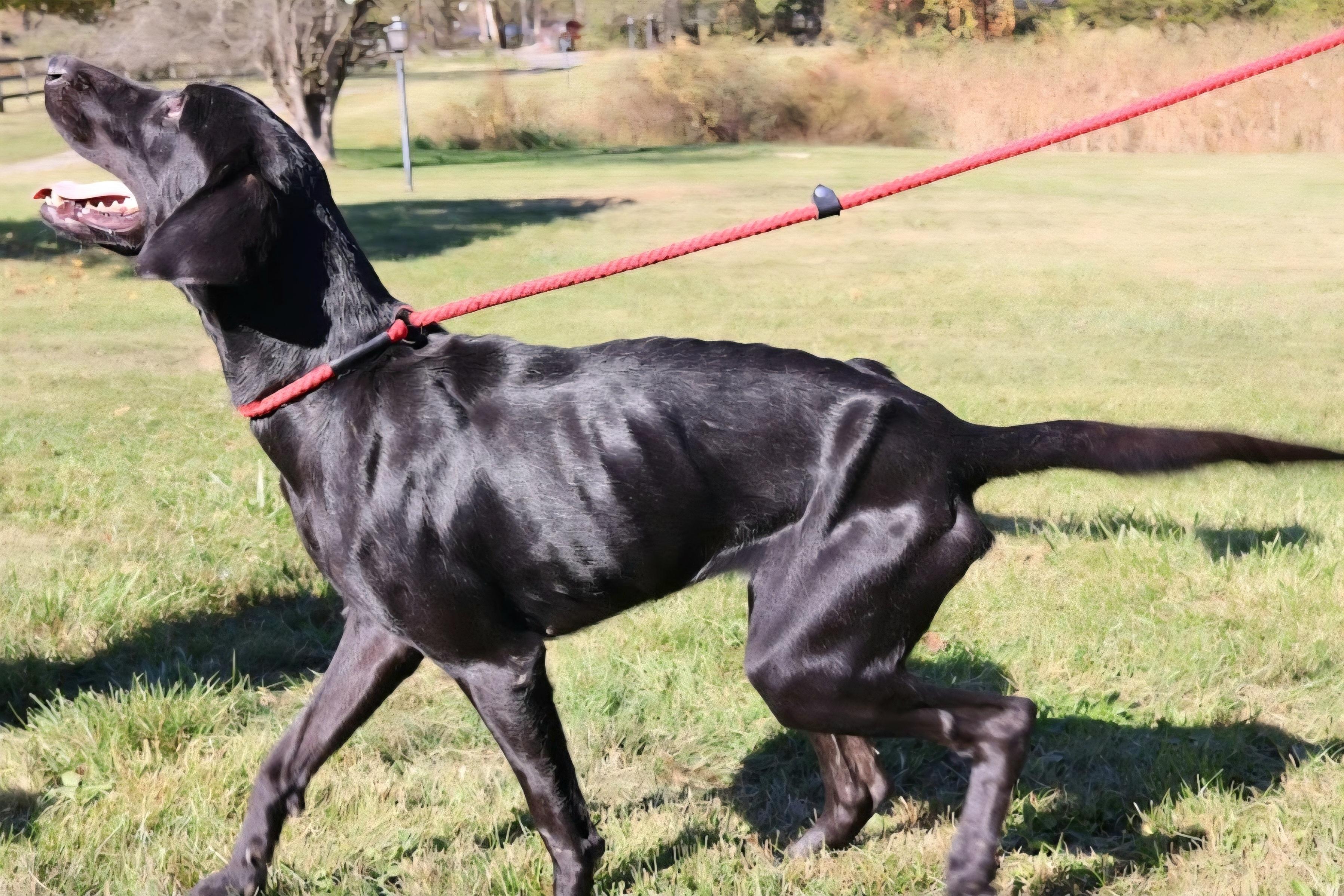 BLONDIE "In NY: FOSTER or FOREVER HOME NEEDED!", a Adoptable mixed breed in New York, NY image 3/6