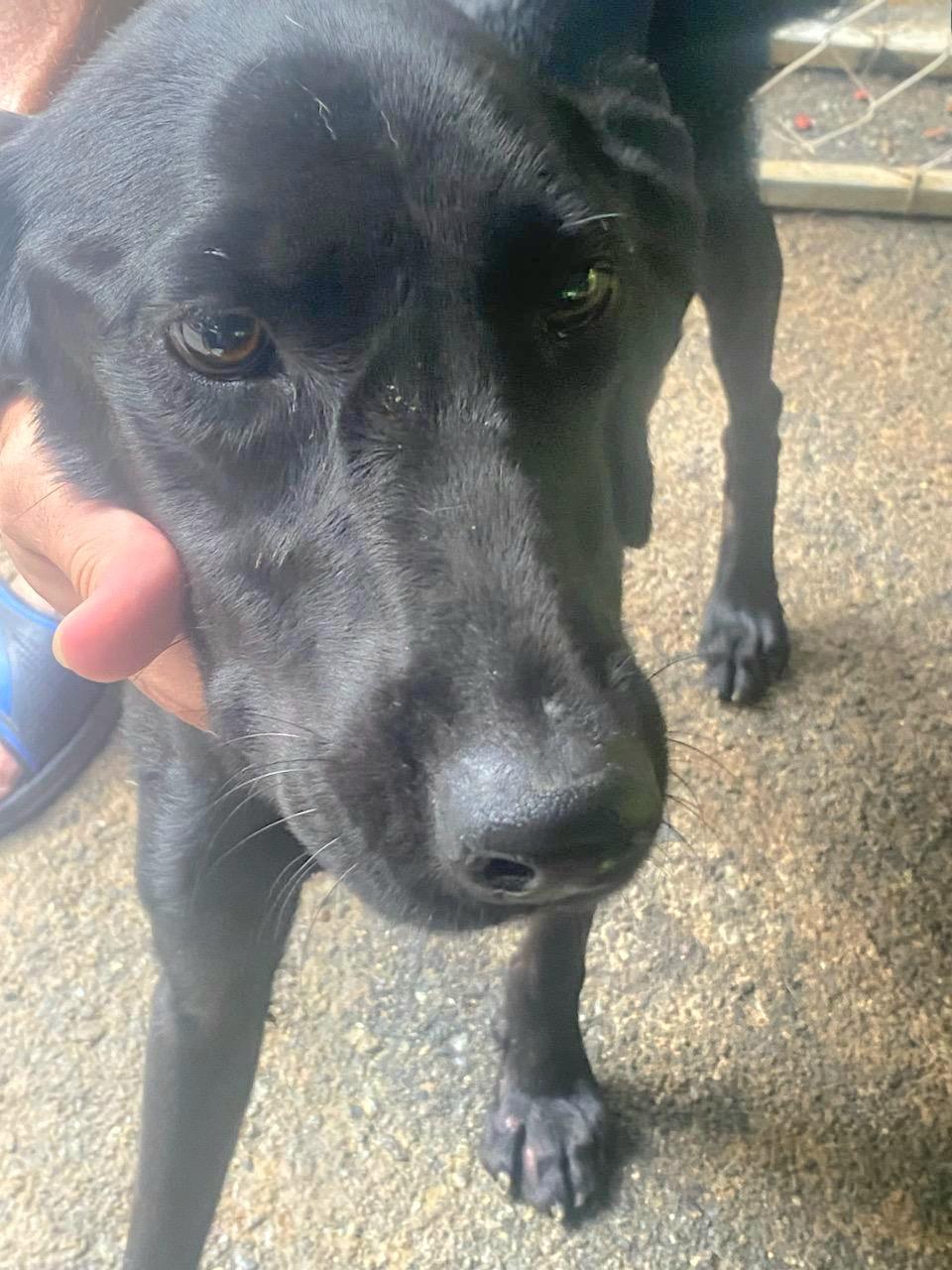 BLONDIE "In NY: FOSTER or FOREVER HOME NEEDED!", a Adoptable mixed breed in New York, NY image 4/6