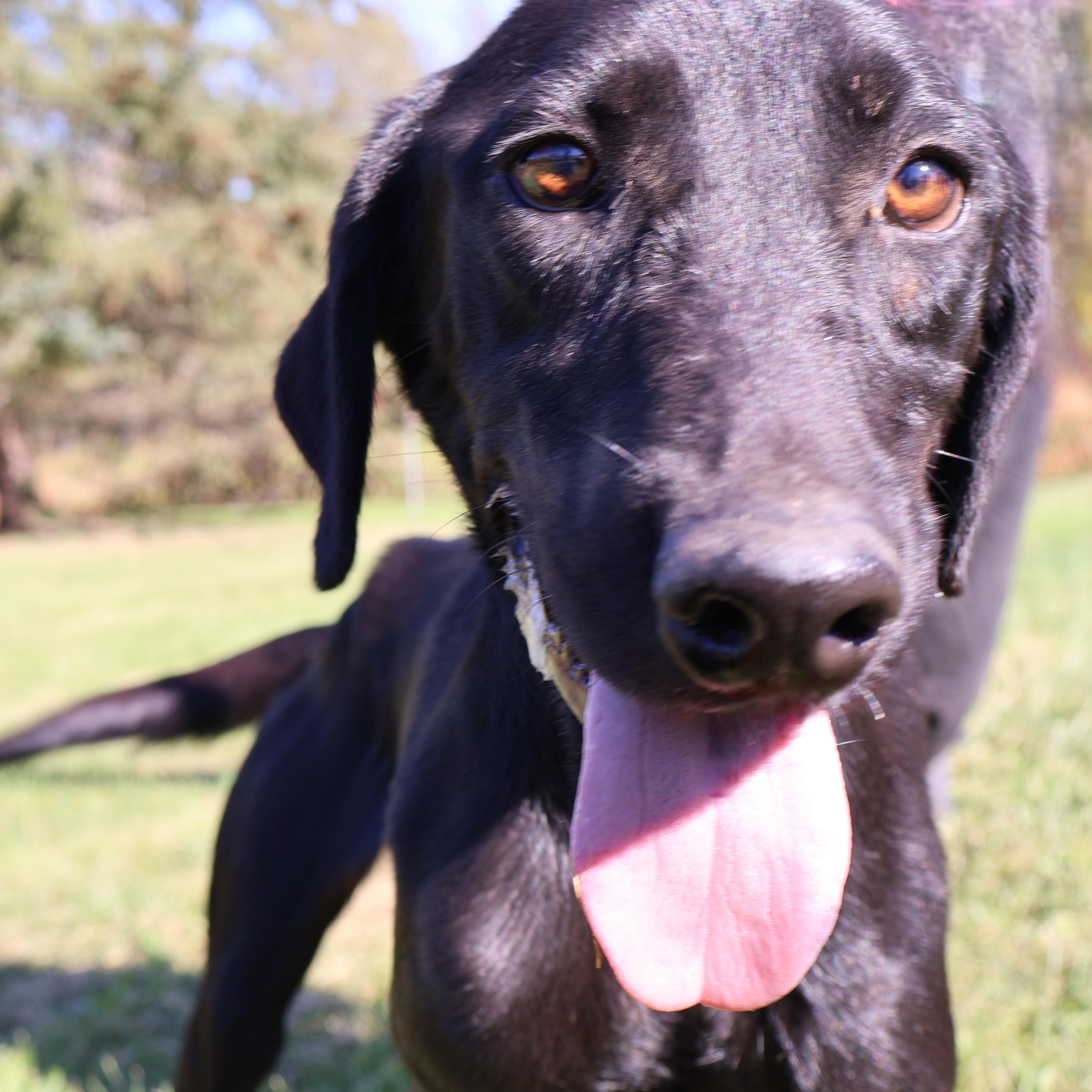 BLONDIE "In NY: FOSTER or FOREVER HOME NEEDED!", a Adoptable mixed breed in New York, NY image 5/6