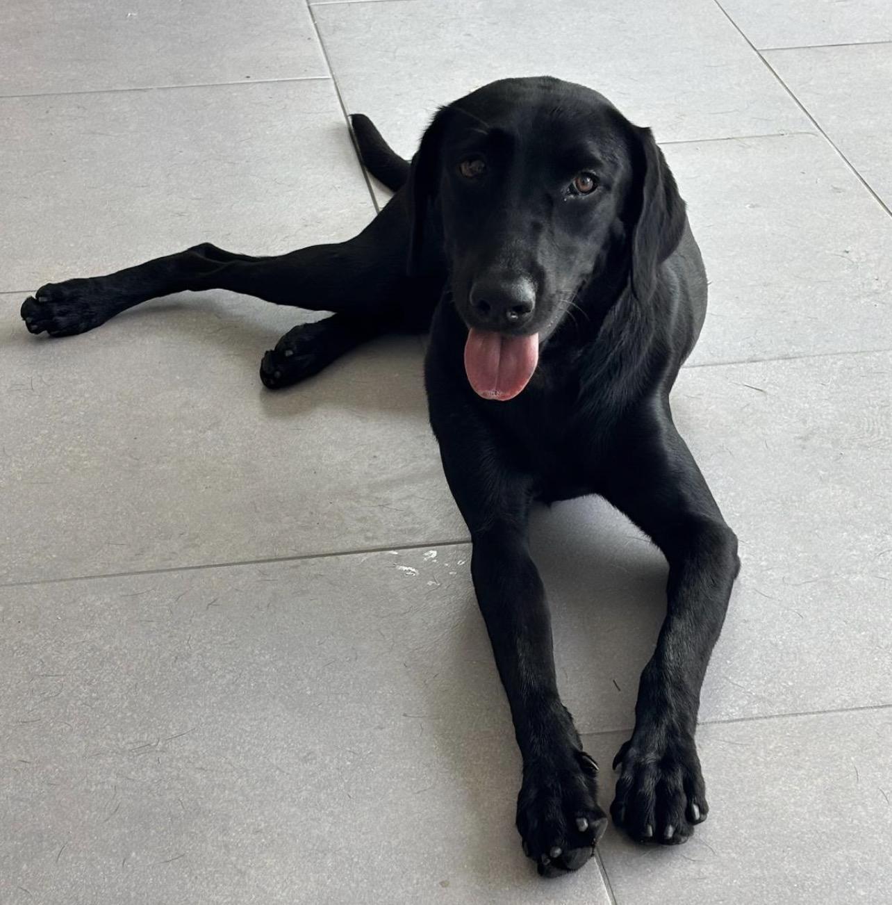 BLONDIE "In NY: FOSTER or FOREVER HOME NEEDED!", a Adoptable mixed breed in New York, NY image 3/5