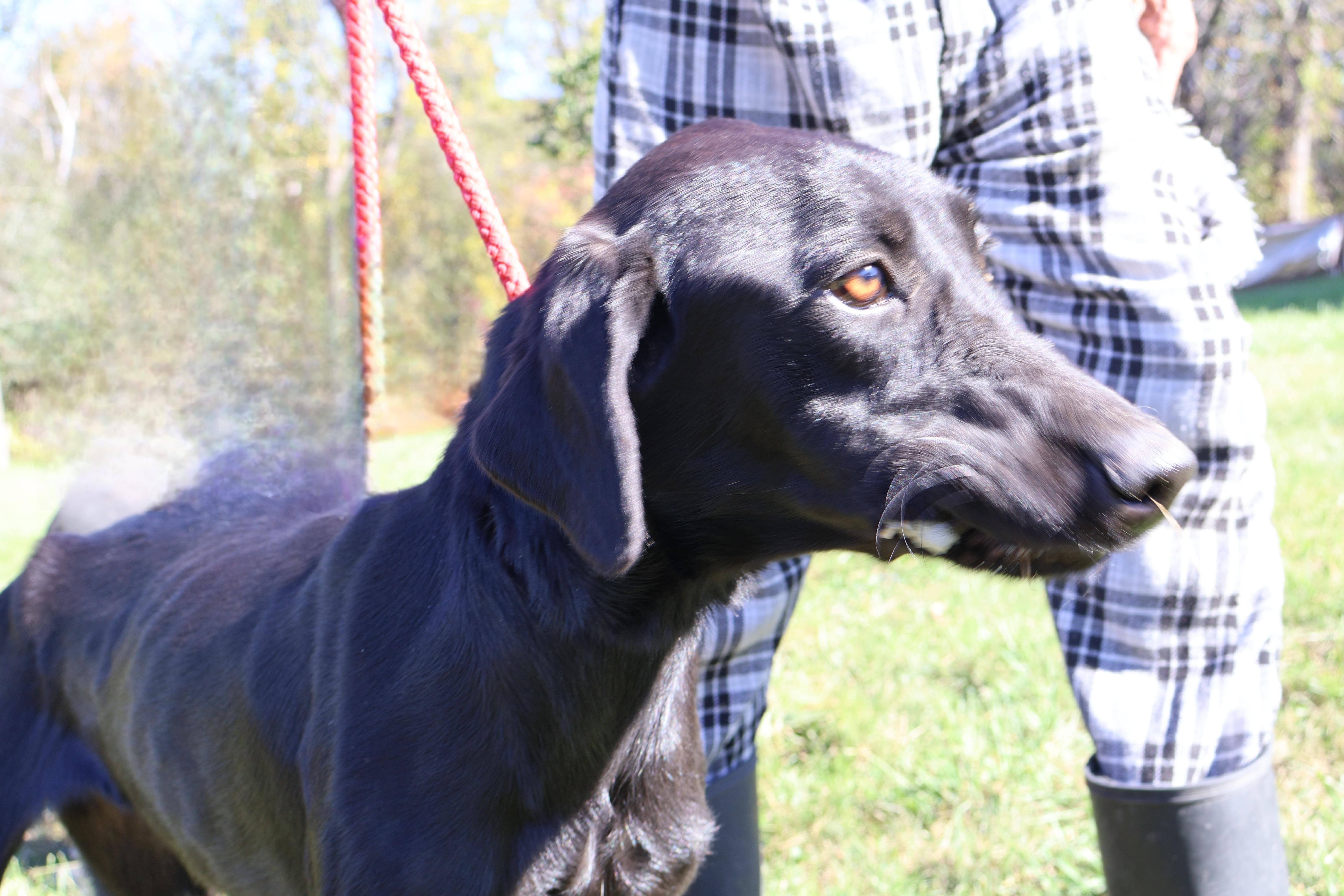 BLONDIE "In NY: FOSTER or FOREVER HOME NEEDED!", a Adoptable mixed breed in New York, NY image 6/6