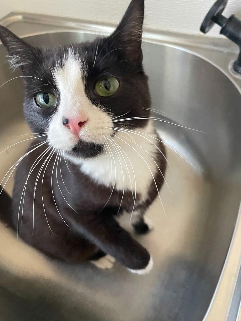 Macie, Adoptable, Young Female Domestic Short Hair.