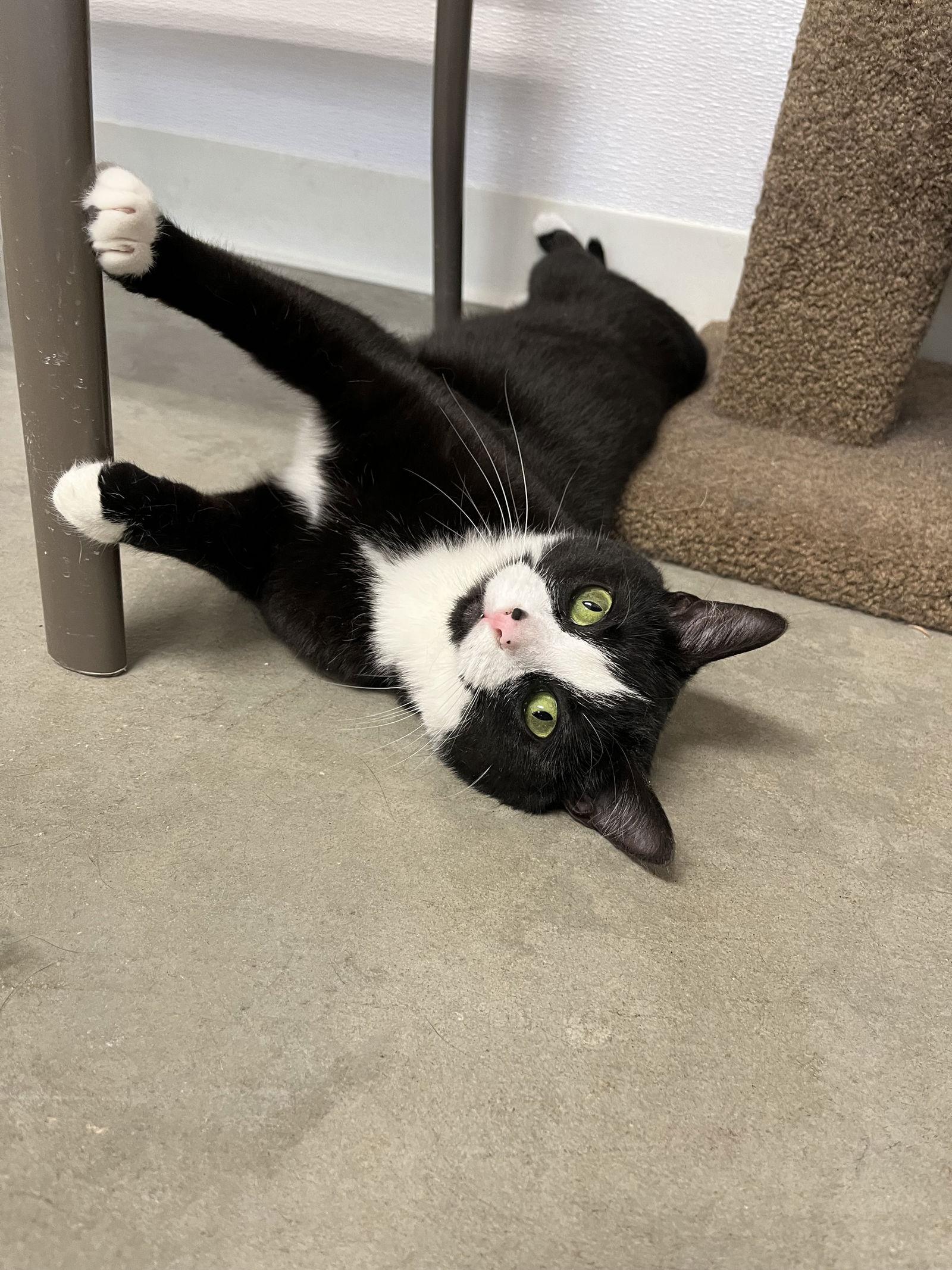 Enlarge Macie, a Adoptable Domestic Short Hair in Emmett, ID image 2/3