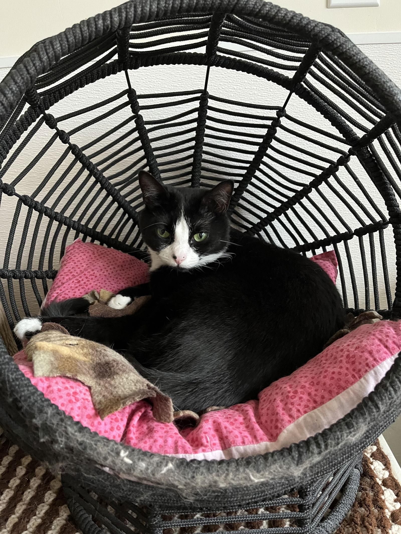 Enlarge Macie, a Adoptable Domestic Short Hair in Emmett, ID image 3/3