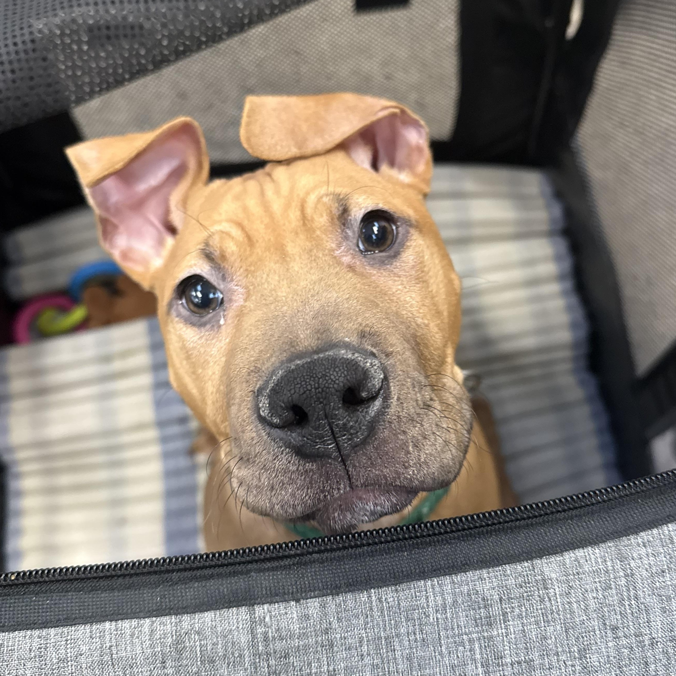 Enlarge Giorgio, a ADOPTABLE mixed breed in Columbus, OH image 2/5