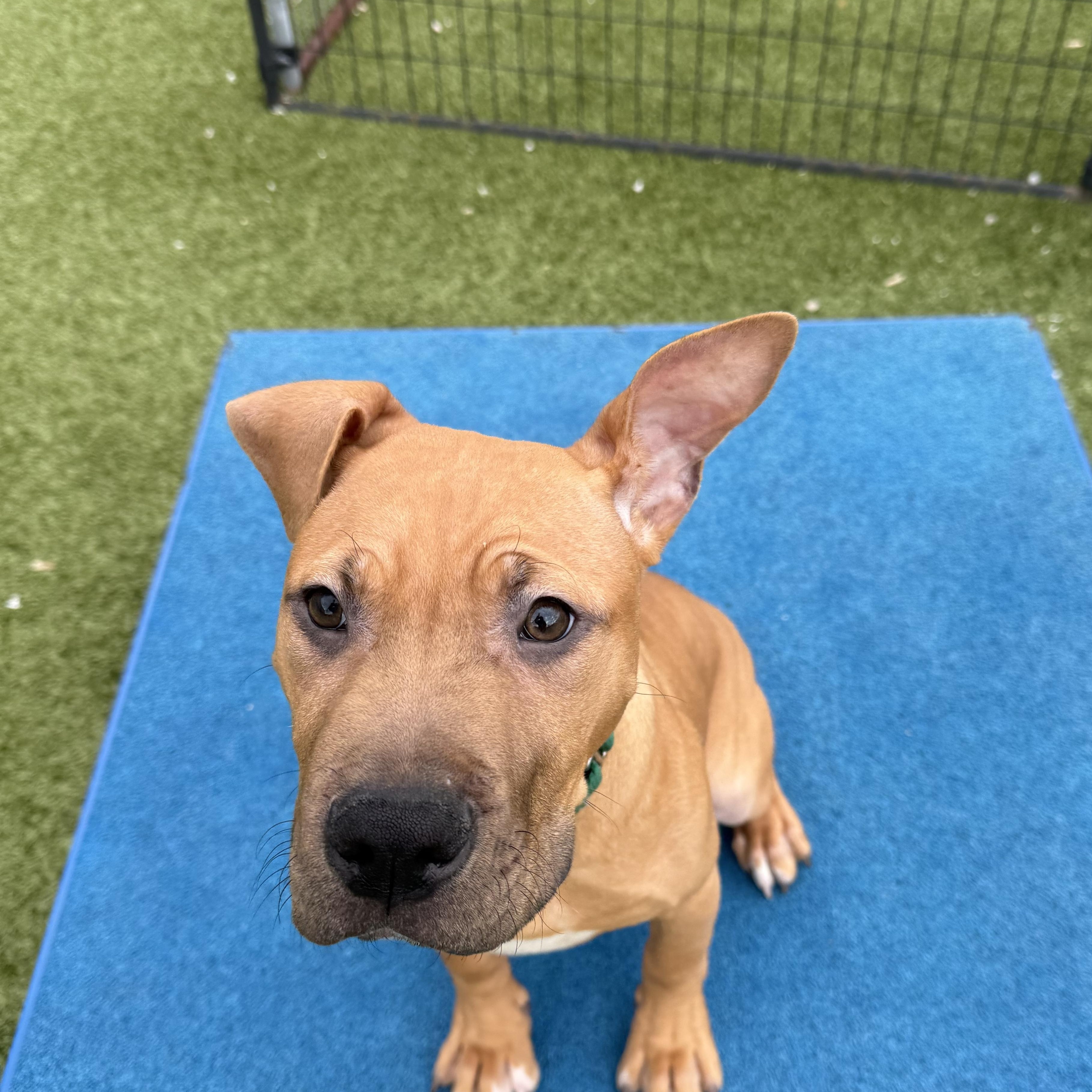 Enlarge Giorgio, a ADOPTABLE mixed breed in Columbus, OH image 5/5