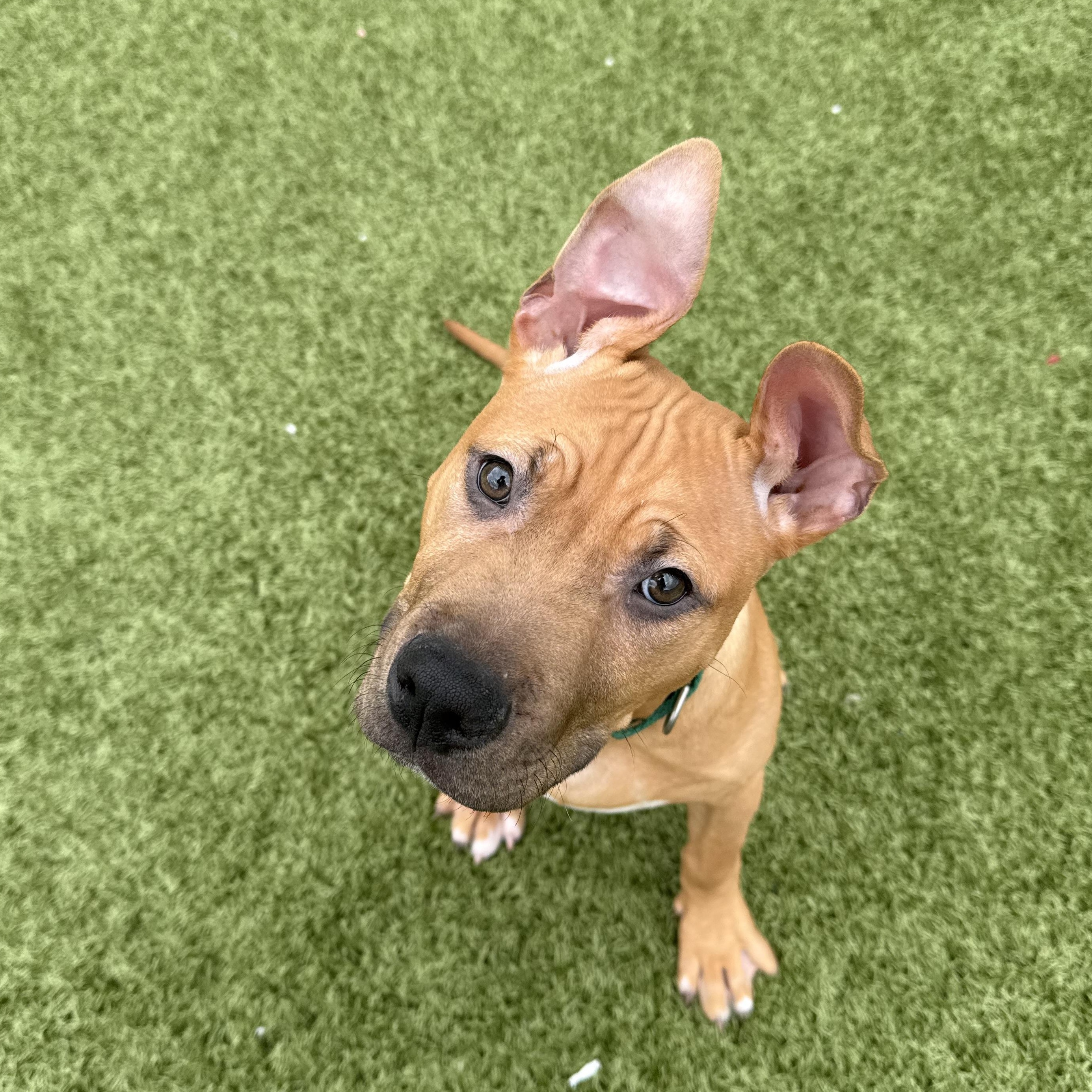 Enlarge Giorgio, a ADOPTABLE mixed breed in Columbus, OH image 3/5