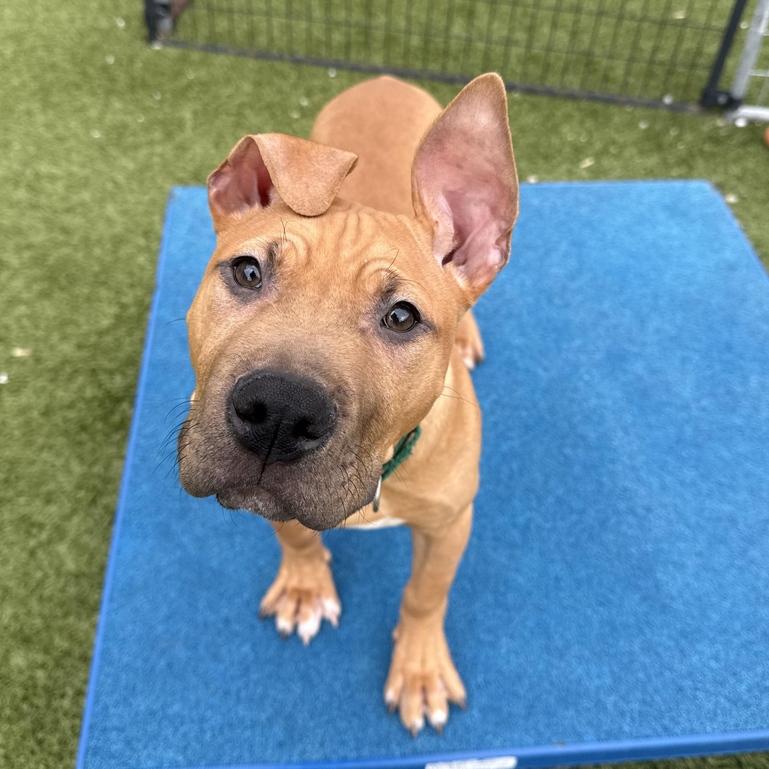 Giorgio, ADOPTABLE, Puppy Male Mixed Breed.