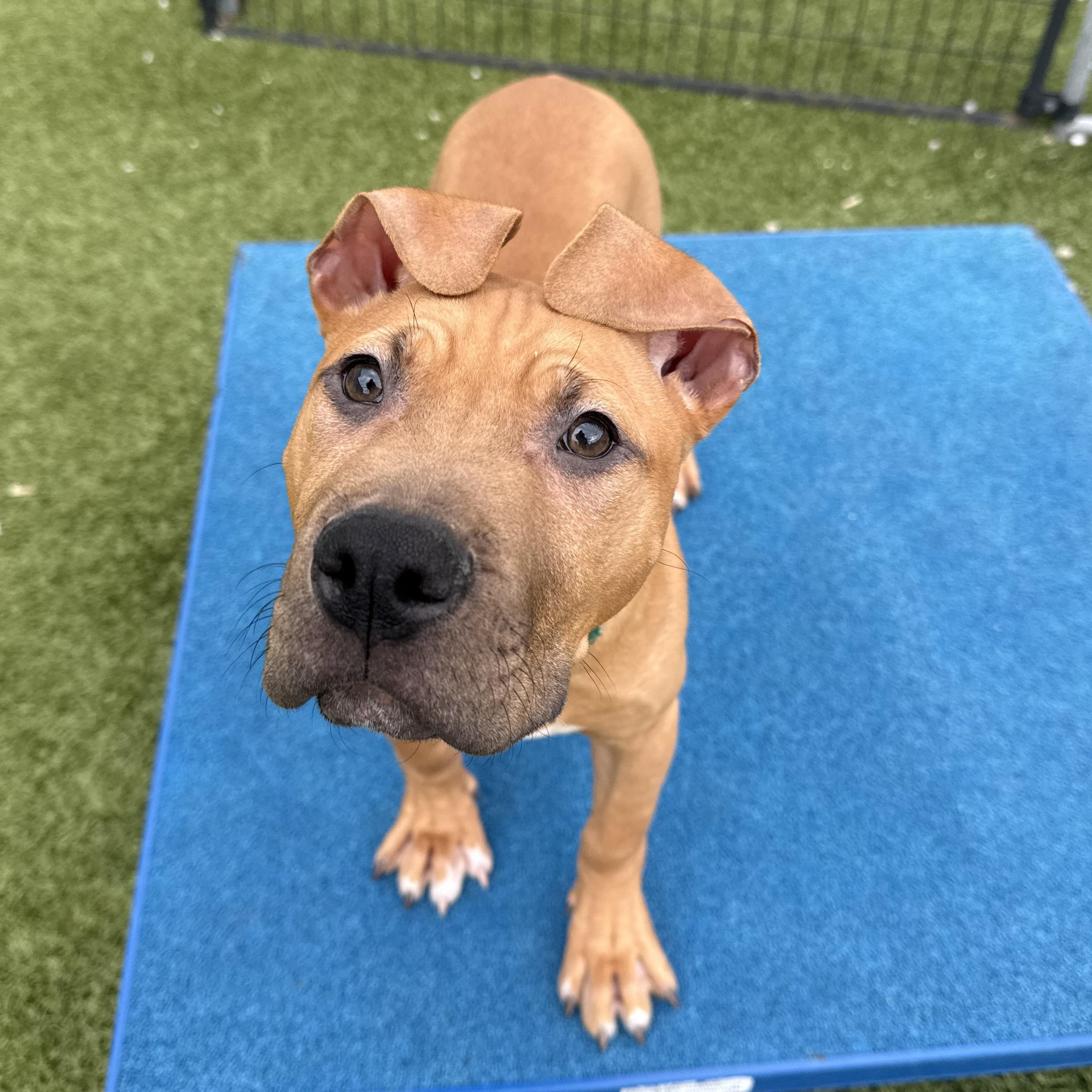 Enlarge Giorgio, a ADOPTABLE mixed breed in Columbus, OH image 4/5