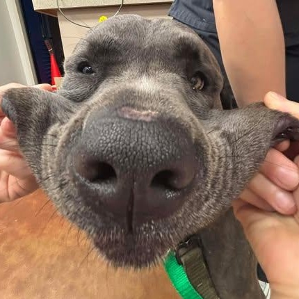 Enlarge Jasper, a ADOPTABLE Cane Corso in Mesa, AZ image 2/5