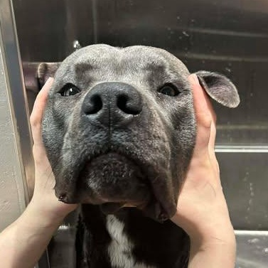 Enlarge Jasper, a ADOPTABLE Cane Corso in Mesa, AZ image 5/5