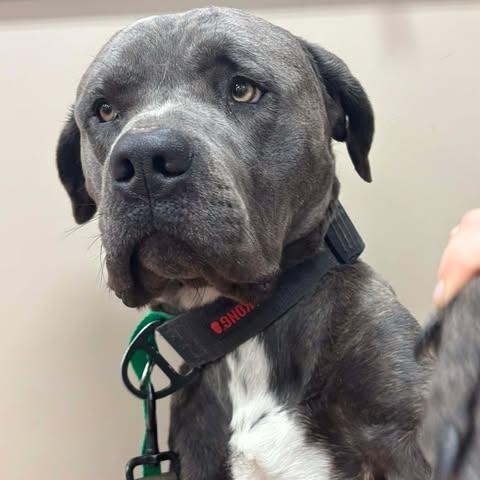Jasper, ADOPTABLE, Adult Male Cane Corso.