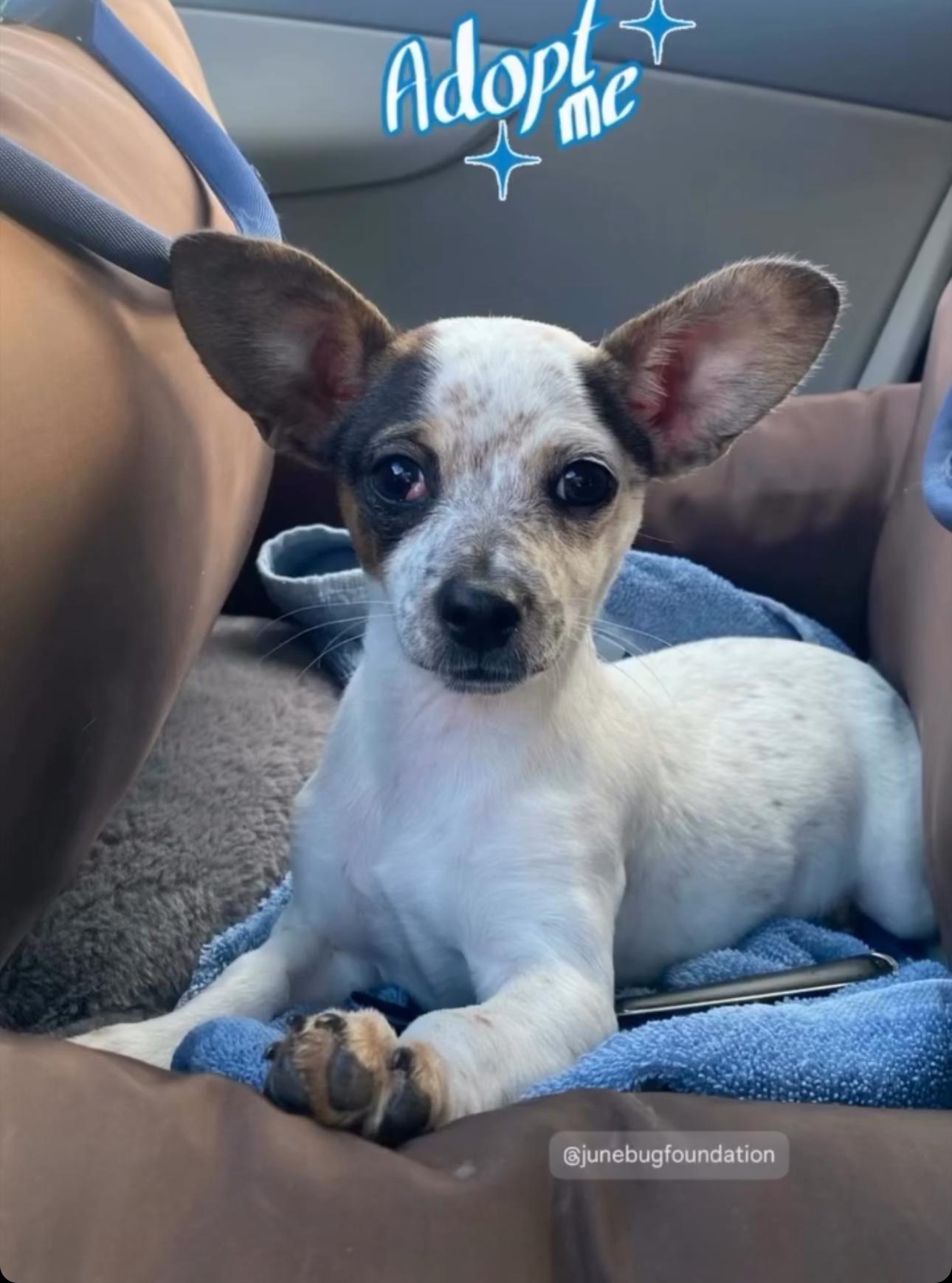 Junie, an adopted mixed breed in Penryn, CA image 1/4