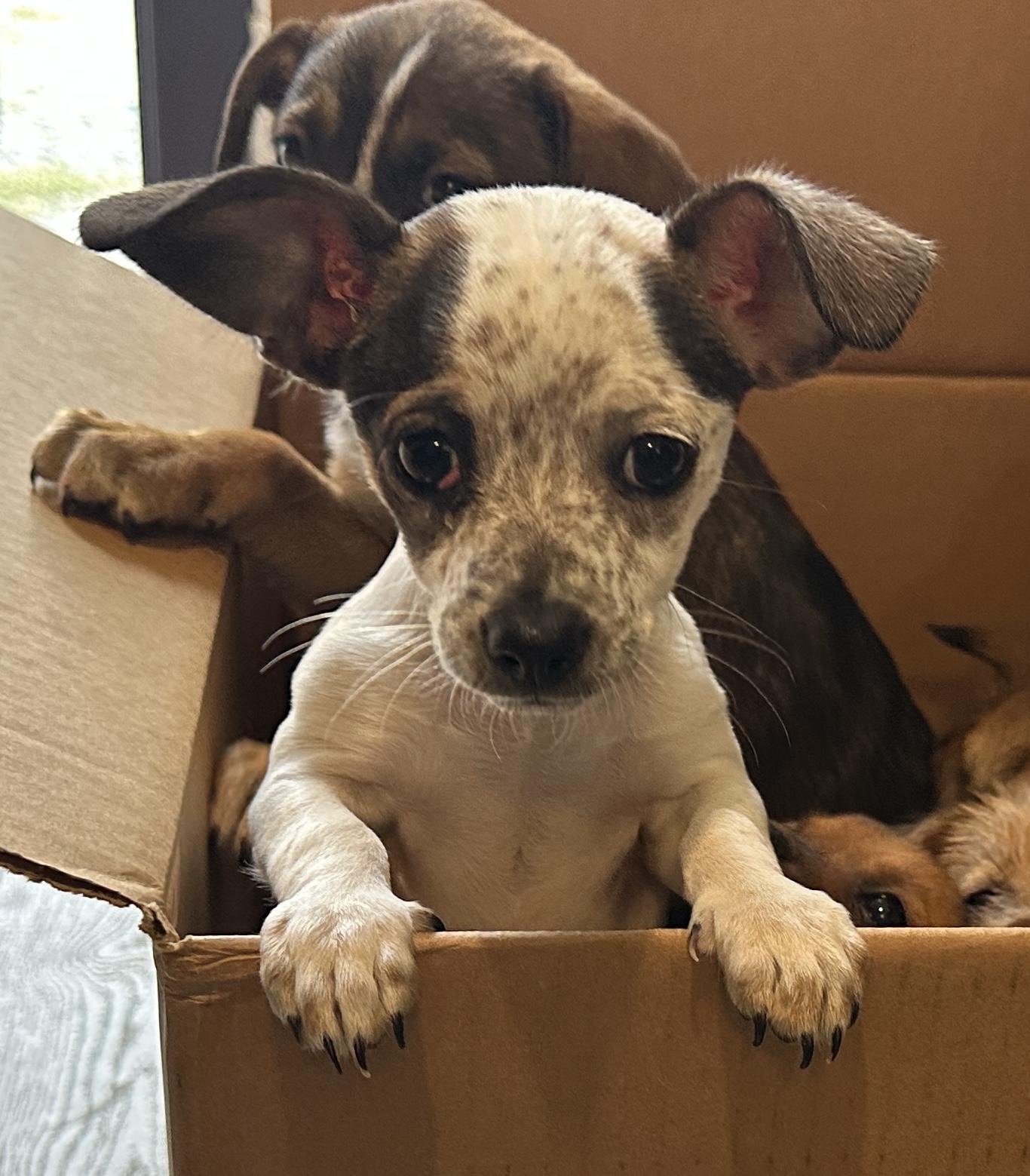 Junie, an adopted mixed breed in Penryn, CA image 3/4