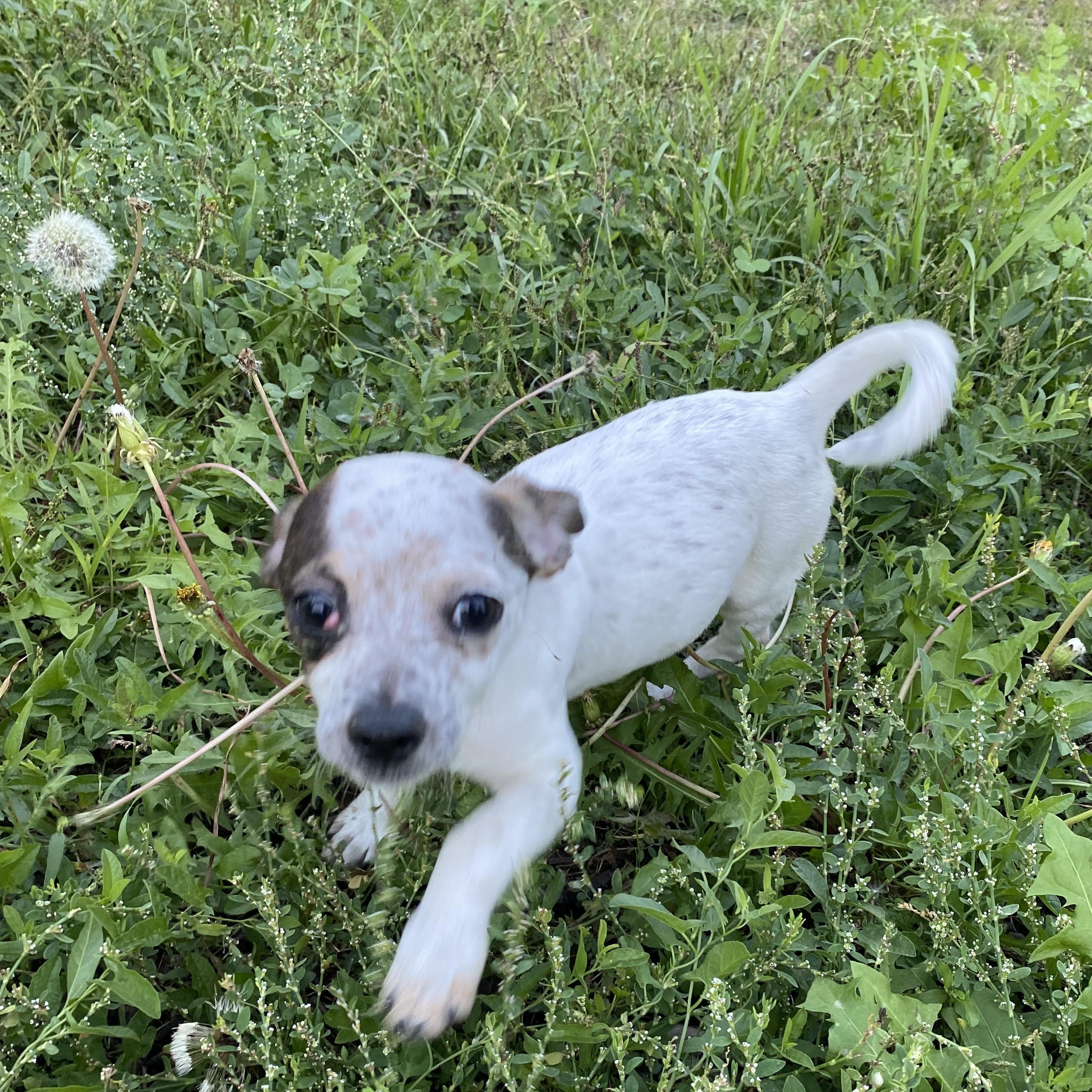 Junie, Adoptable, Young Female Chihuahua.