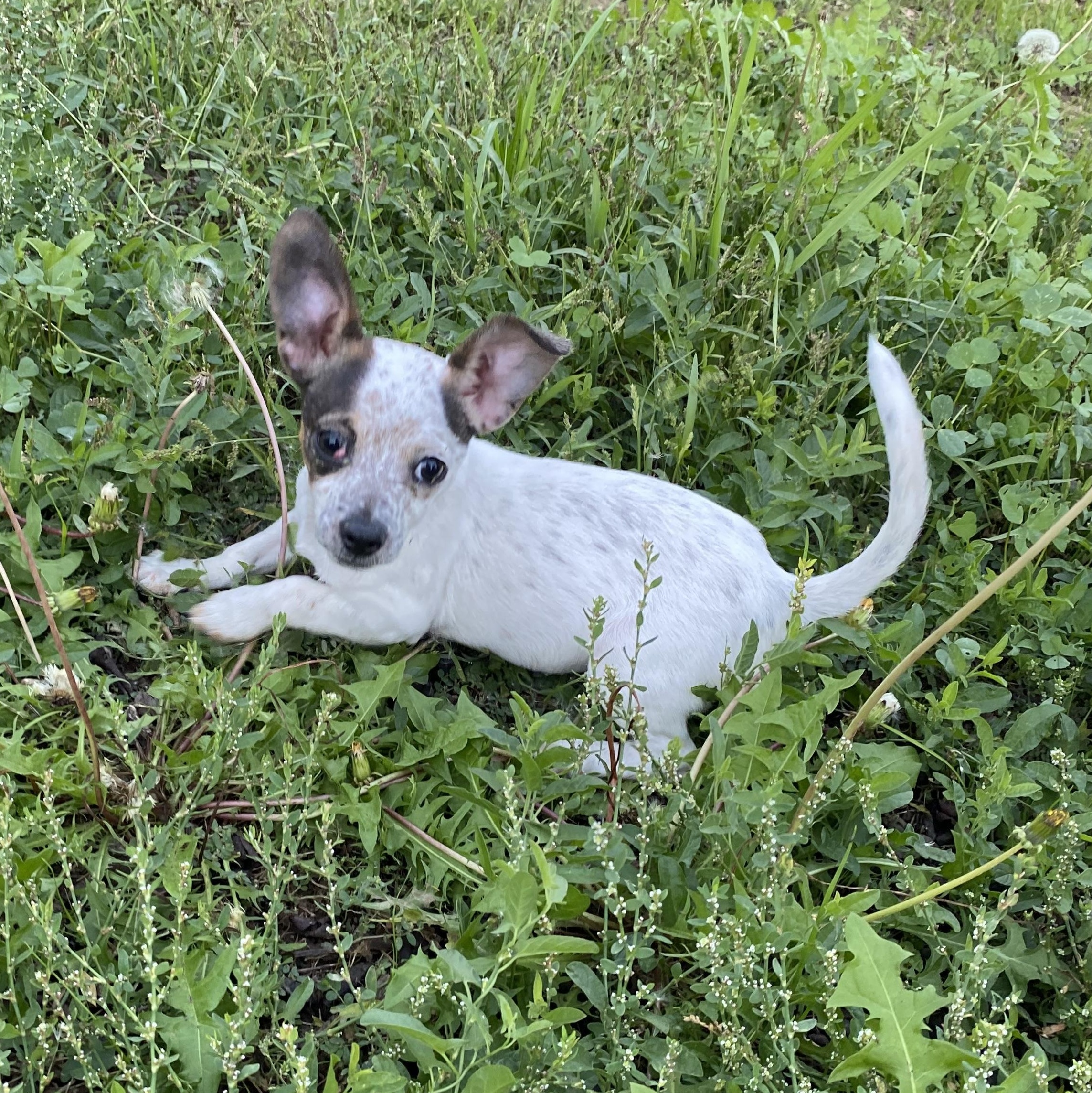 Junie, an adopted mixed breed in Penryn, CA image 4/4